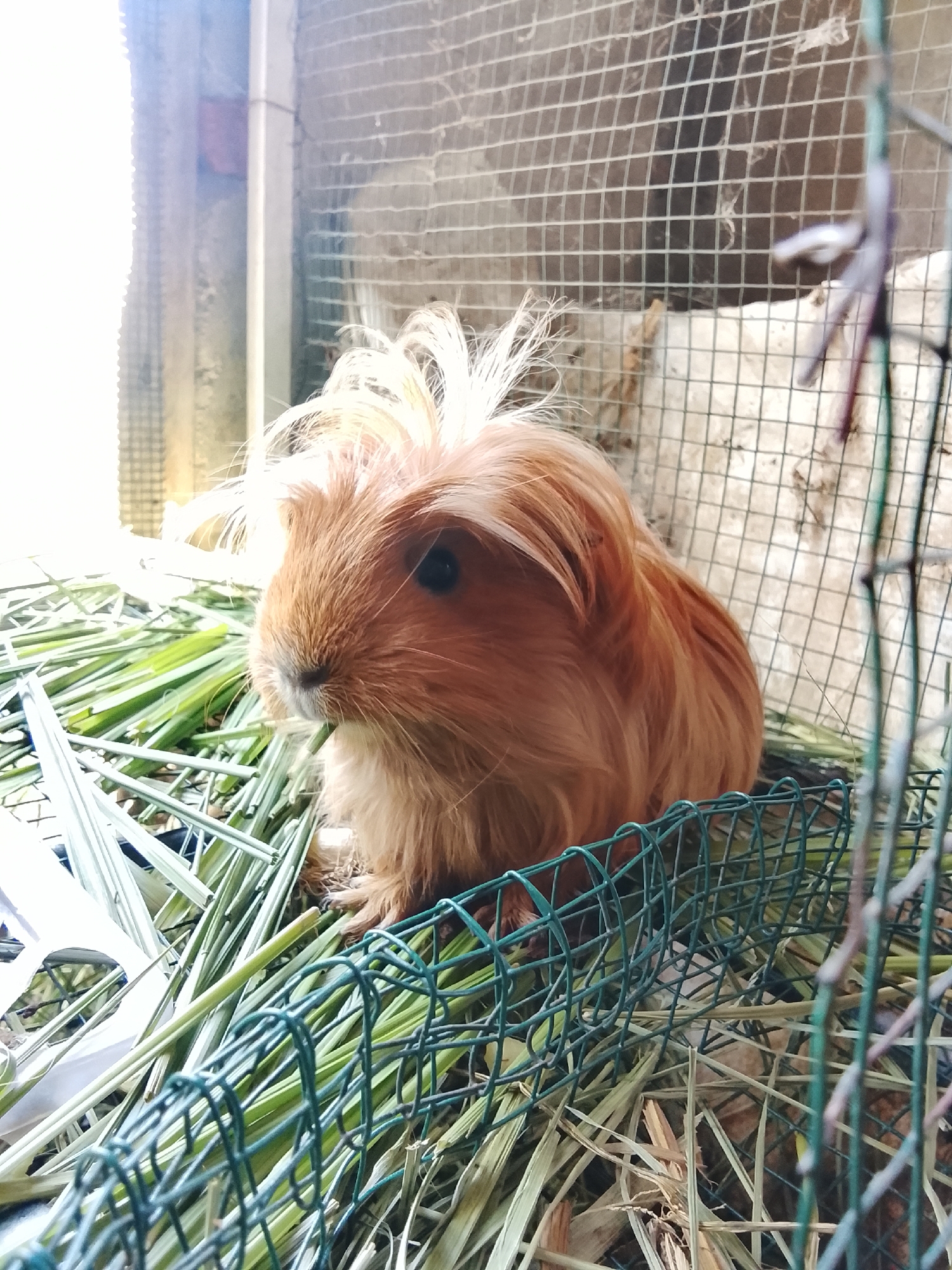A close-up, side-profile view captures a fluffy, light brown guinea pig with a wild tuft of blonde fur on its head. The guinea pig is situated in an outdoor enclosure, likely a cage, filled with dry hay and green grass. The cage's green wire mesh is visible in the foreground, partially obscuring the animal and its bedding. The background shows a wire mesh wall, suggesting the enclosure's construction. The scene is dimly lit, with a bright light source from the left casting shadows and creating a slightly hazy effect. There are no people or interactions depicted in this image. The specific location of Blang Cut, Indonesia, cannot be determined from the visual information provided in the image.