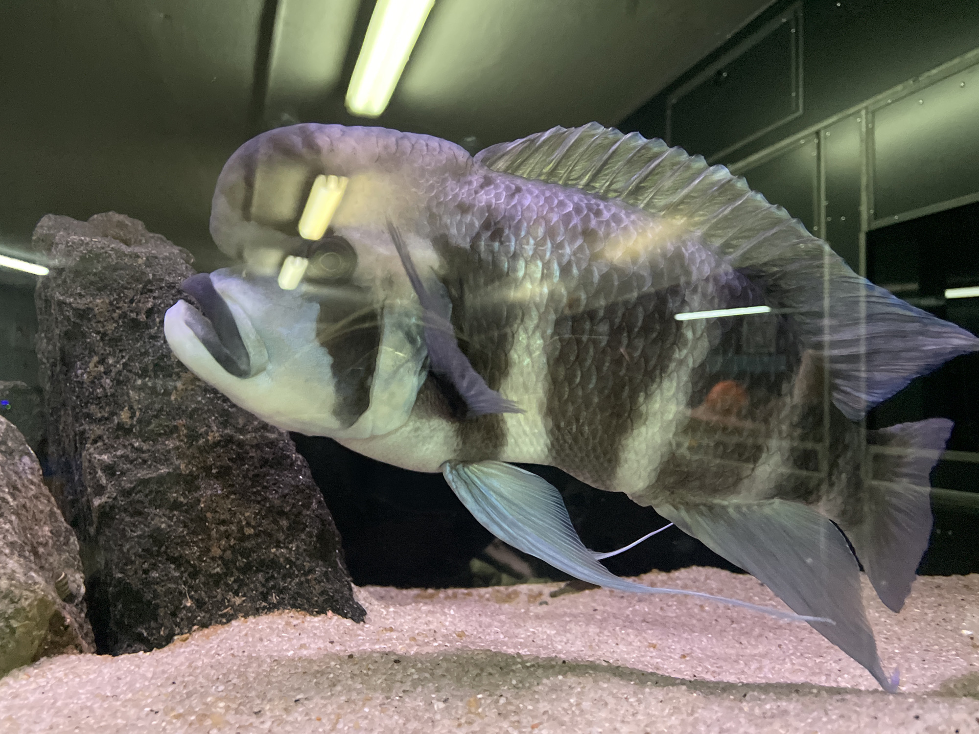 An eye-level shot captures a large, strikingly banded fish, likely a Frontosa cichlid, swimming within an aquarium. The fish displays prominent broad, dark vertical stripes contrasting with its lighter, greyish-white body. A distinctive nuchal hump is visible on its head, characteristic of mature male cichlids. Its dorsal fin is fully extended, and its elongated ventral fins, pale blueish-white, trail gracefully downwards. The fish's scales exhibit a subtle shimmer, reflecting the artificial lights.
The aquarium features a fine, light-colored sand substrate and several dark, textured rocks on the left side, providing a naturalistic habitat. Overhead fluorescent light fixtures are clearly reflected on the aquarium glass and the fish's body, indicating an indoor setting with artificial illumination. The background behind the tank is dark and features a wall with visible paneling or structural elements. No people are present in the image, and there is no visible text. The fish appears to be either actively swimming or hovering calmly within its aquatic environment. While provided with the context of Minsk, Belarus, the image itself does not contain specific visual cues to confirm this geographical location.