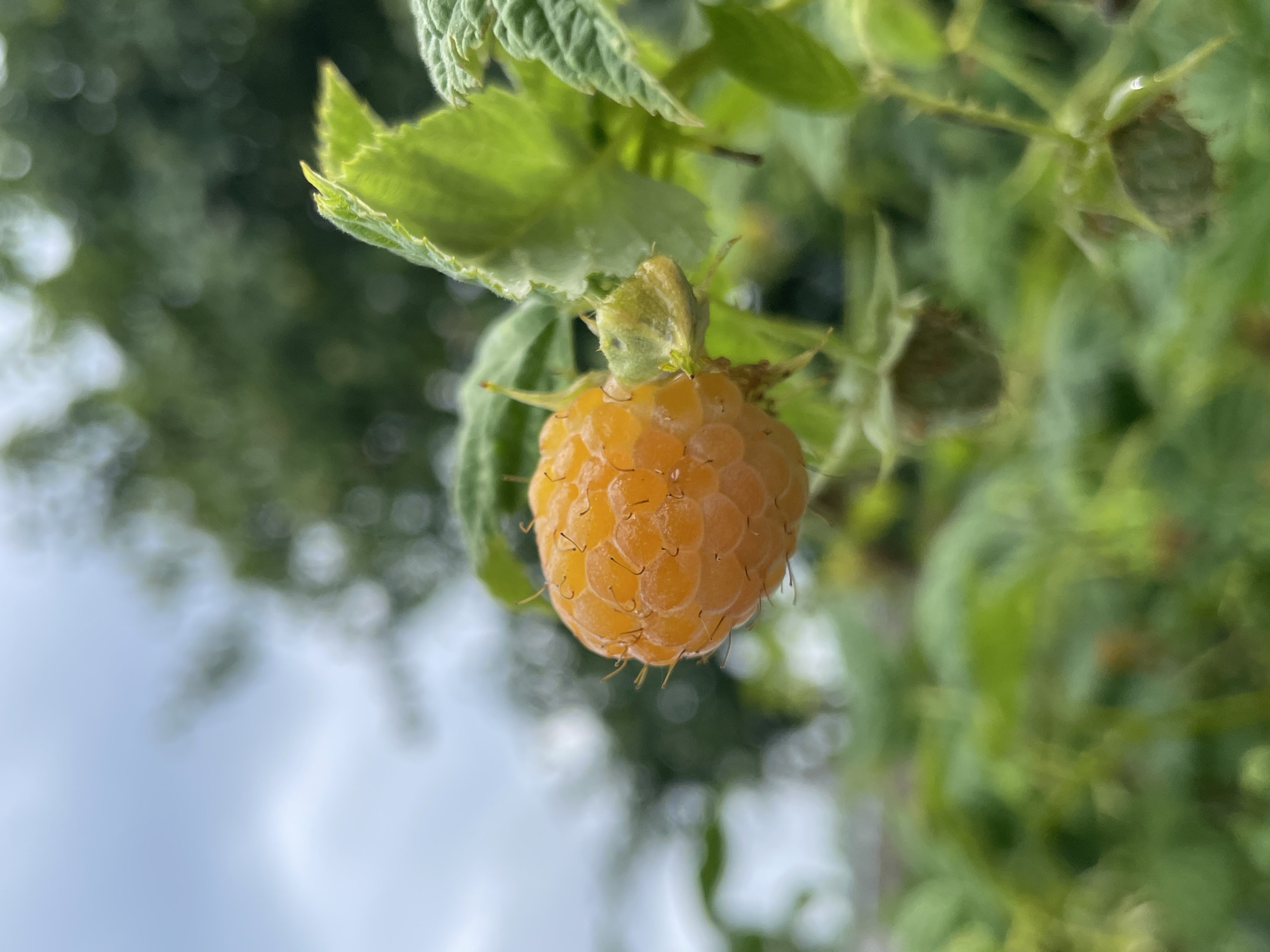 An extreme close-up, shallow depth of field, vertical shot captures a single, ripe yellow raspberry hanging from a leafy branch. The raspberry, centrally positioned and in sharp focus, displays its characteristic drupelets and a few fine, bristly hairs. Lush green leaves, some with serrated edges and a fuzzy texture, surround the fruit. The background is a soft blur of green foliage and a pale, overcast sky, suggesting an outdoor, natural setting. The image composition emphasizes the delicate beauty of the berry and its natural habitat, devoid of any human presence or urban elements that would indicate a specific location within Дресвяново, Russia.