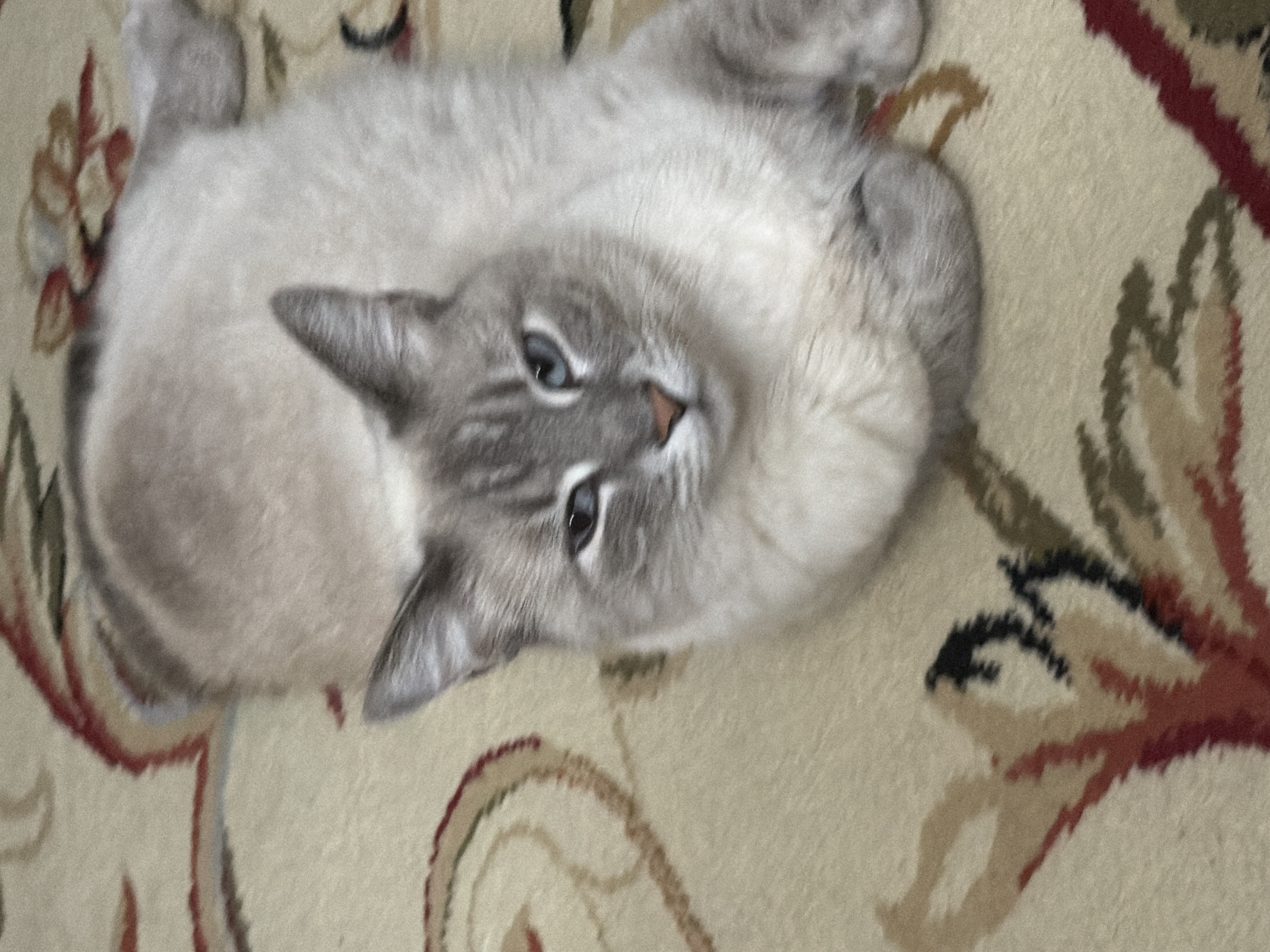 A lynx-point Siamese cat is lying on a beige carpet with a floral pattern. The cat is light cream with gray points on its ears, face, and tail. It has striking blue eyes and a pink nose. The cat's paws are tucked neatly beneath its body. The background is a carpet with a repeating pattern of red, brown, and green floral motifs. The image is taken from a high angle, looking down at the cat. The specific location in Pittsburgh, United States of America, cannot be determined from the image.