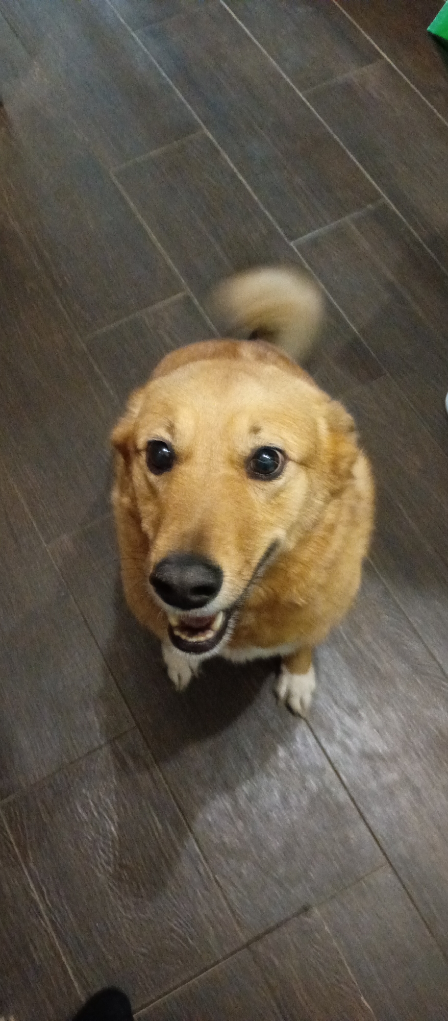The image displays a medium-sized dog with short, golden-brown fur, captured from a high-angle perspective looking down. The dog is seated centrally on a dark brown, wood-patterned tiled floor. Its large, round black eyes are intently focused on the camera, conveying attentiveness and a friendly demeanor. A slight smile is evident on its face, with its mouth partially open, revealing a glimpse of its teeth and a pink tongue. Its nose is black, and its paws show patches of white fur.
Behind the dog, its tail appears blurred, suggesting it is in motion, likely wagging with enthusiasm. The background consists entirely of the tiled floor, which features rectangular tiles laid in a staggered pattern, mimicking wood grain. In the upper right corner, a small, out-of-focus green object is barely visible, and similarly, a dark, indistinct object, possibly a human foot, can be seen in the lower left corner. The setting appears to be indoors, likely a home. The overall mood of the image is cheerful, highlighting the dog's affectionate and engaged expression. There is no visible text in the image.