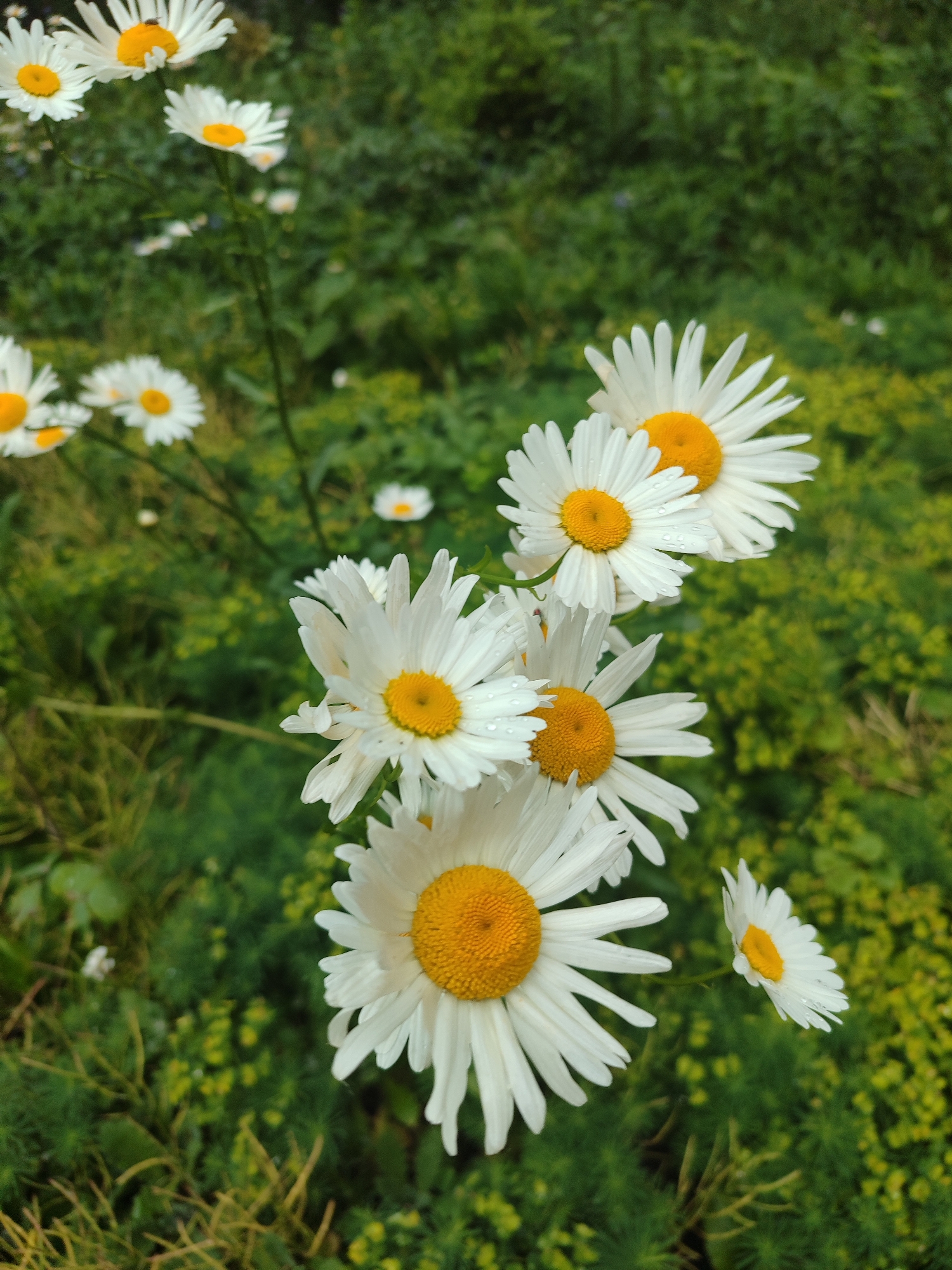 The image displays a close-up view of white and yellow daisies against a soft, green background. Several prominent daisy flowers with bright white petals and vibrant yellow centers are in sharp focus in the foreground and midground. Small, clear water droplets are visible on the petals of some of these flowers, indicating recent rain or morning dew.
The background consists of blurred green foliage, including various grasses and leafy plants, creating a natural and lush setting. More daisy-like flowers can be seen scattered in the background, out of focus, adding depth to the scene.
The image captures a serene moment in nature during what appears to be daytime, given the even lighting. There is no specific activity depicted, only the still beauty of the blooming flowers. No visible text is present. The scene suggests an outdoor natural environment such as a garden, meadow, or park, consistent with the provided location context of Kyiv, Ukraine.