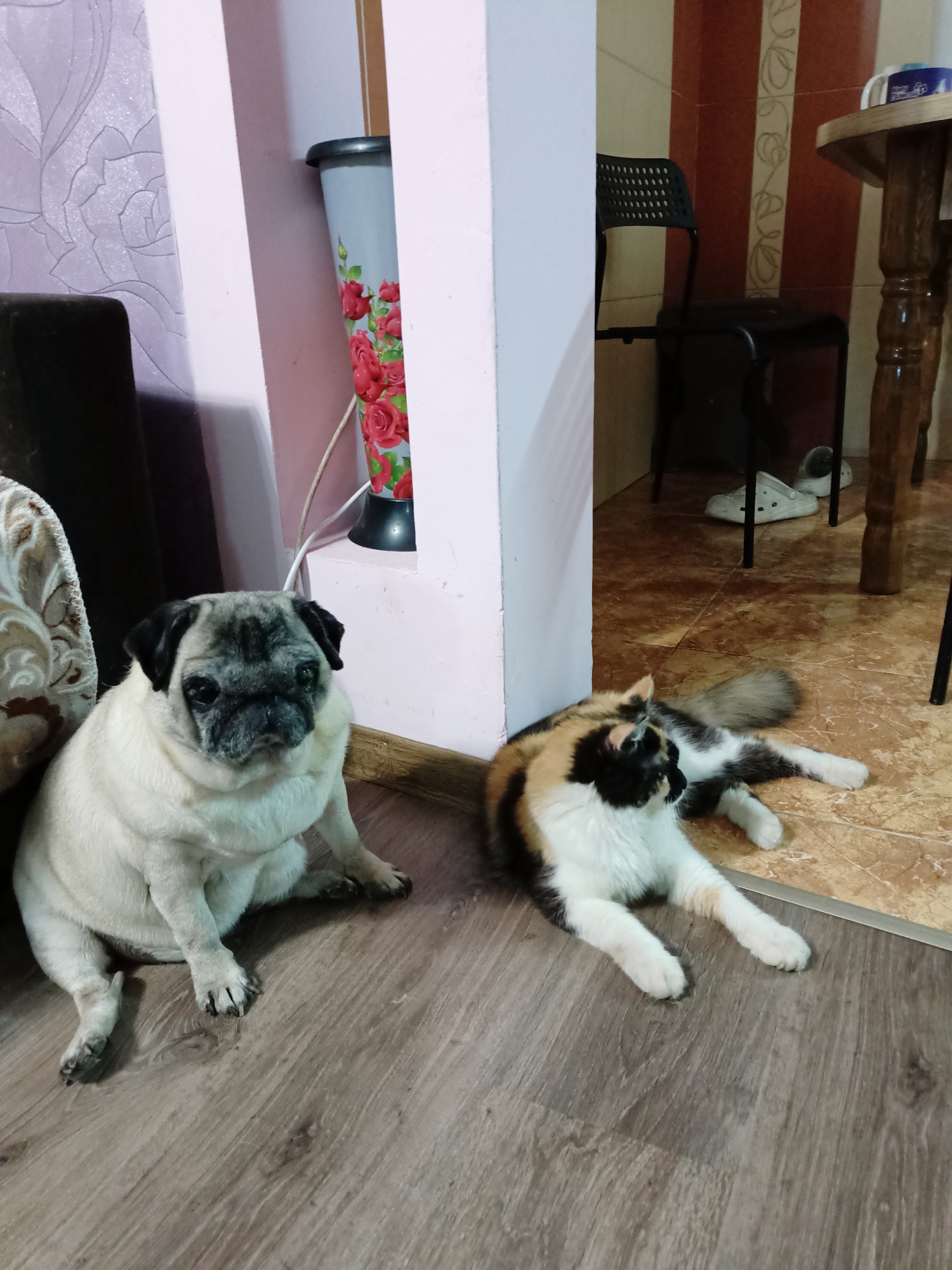 In Almaty, Kazakhstan, a domestic cat with calico coloring is seen lying on a tiled floor next to a pug sitting on a wooden floor. The cat is on its side, with its tail extended. The pug is facing forward, looking at the camera. Behind the animals, a wall with floral wallpaper is visible, along with a tall vase with a rose pattern and a black chair. Further in the background, part of a wooden table and some white clogs are present. The environment appears to be an indoor residential setting.