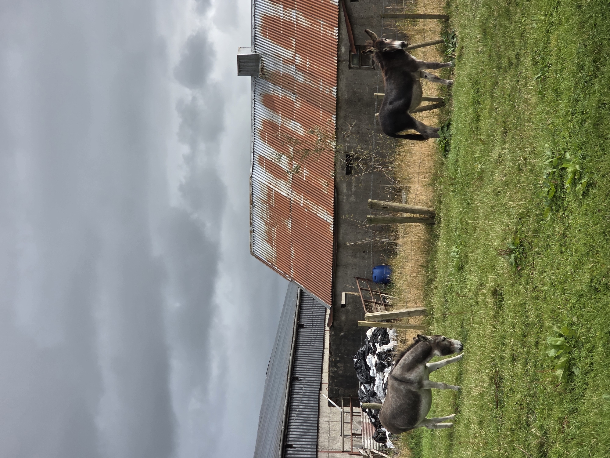 Two donkeys are in a grassy field in front of a rural building with a rusty corrugated iron roof. The building is made of concrete blocks and has a metal chimney. To the left of this building is a larger, modern barn with a dark metal roof. A pile of black and white wrapped bales or sacks is situated between the two buildings, near a blue barrel. The sky is overcast with dark, heavy clouds. The donkey on the left is a lighter grey and is grazing, while the donkey on the right is darker grey and black, standing and looking towards the camera. The scene appears to be in a farmyard setting in or near Claremorris, Ireland.