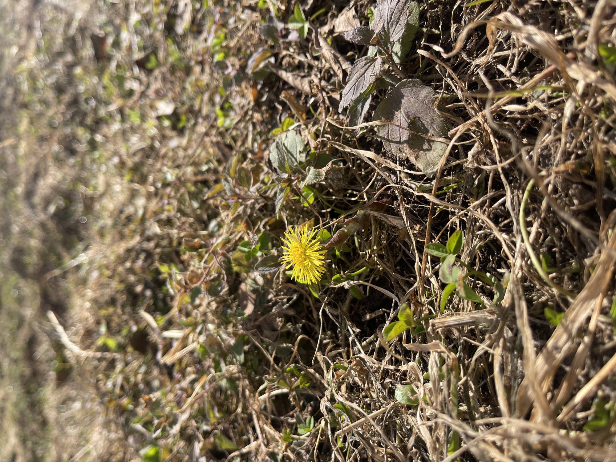 The image shows a patch of ground covered with dried grass, leaves, and small green plants. A single yellow flower is visible in the center of the frame. The location in Izhevsk, Russia is not discernible from the image. No people, actions, or interactions are visible.