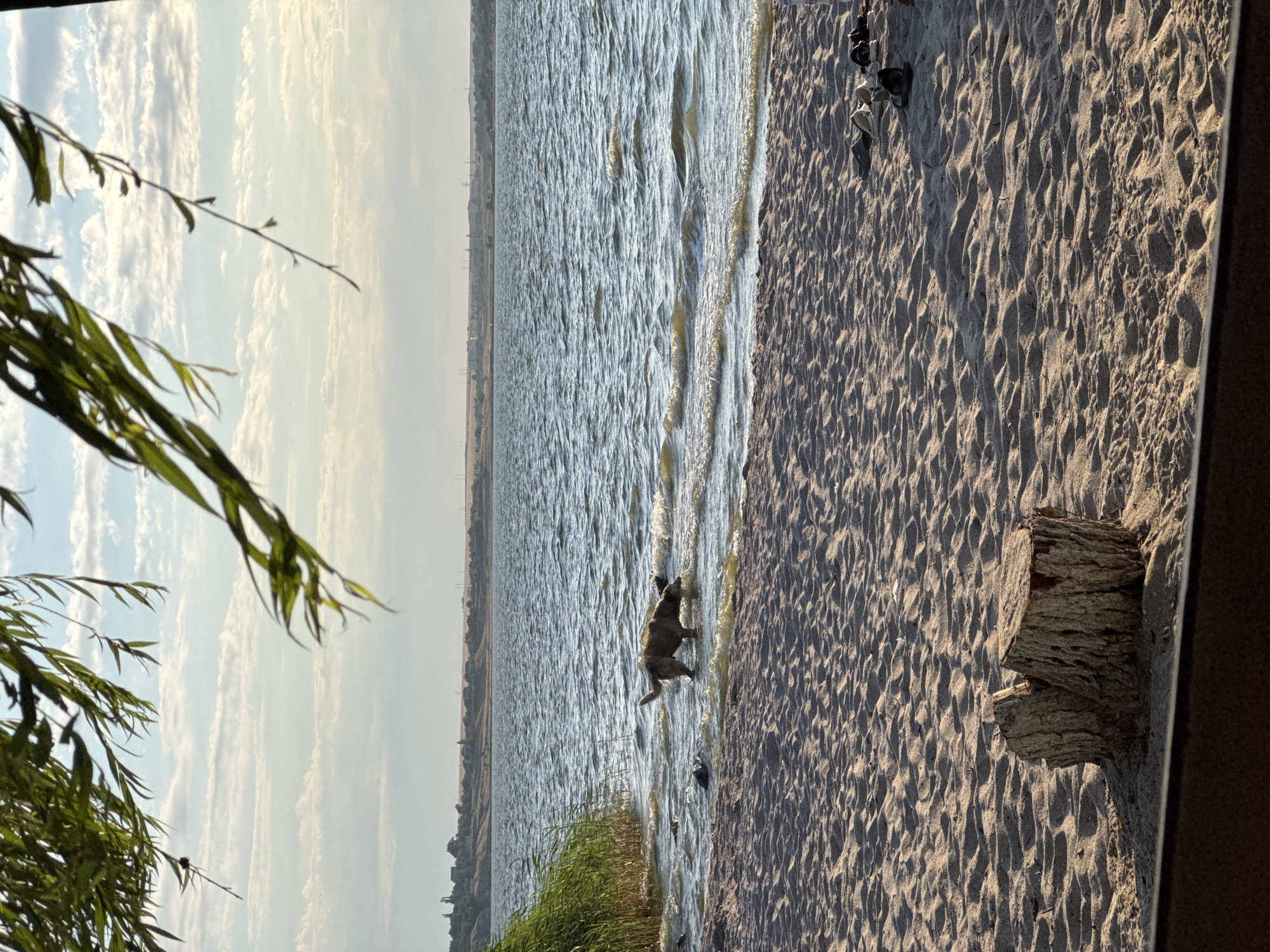 A dog is playing in the shallow water at the edge of a sandy beach. The dog is a medium-sized, brown-colored animal with a wagging tail, appearing to be enjoying itself. The water is a calm, rippling surface, reflecting the sky. The beach is covered in fine sand with visible footprints and some scattered debris, including a rough-hewn log. To the left of the frame, lush green foliage hangs down, framing the scene. In the background, a vast body of water stretches to the horizon, with a distant, hazy shoreline. The sky is a pale blue with scattered, wispy clouds, suggesting a clear, pleasant day. The lighting indicates it is likely late afternoon or early evening, with the sun casting long shadows. There is no visible text in the image. The overall mood is peaceful and relaxed, capturing a moment of simple enjoyment in nature.