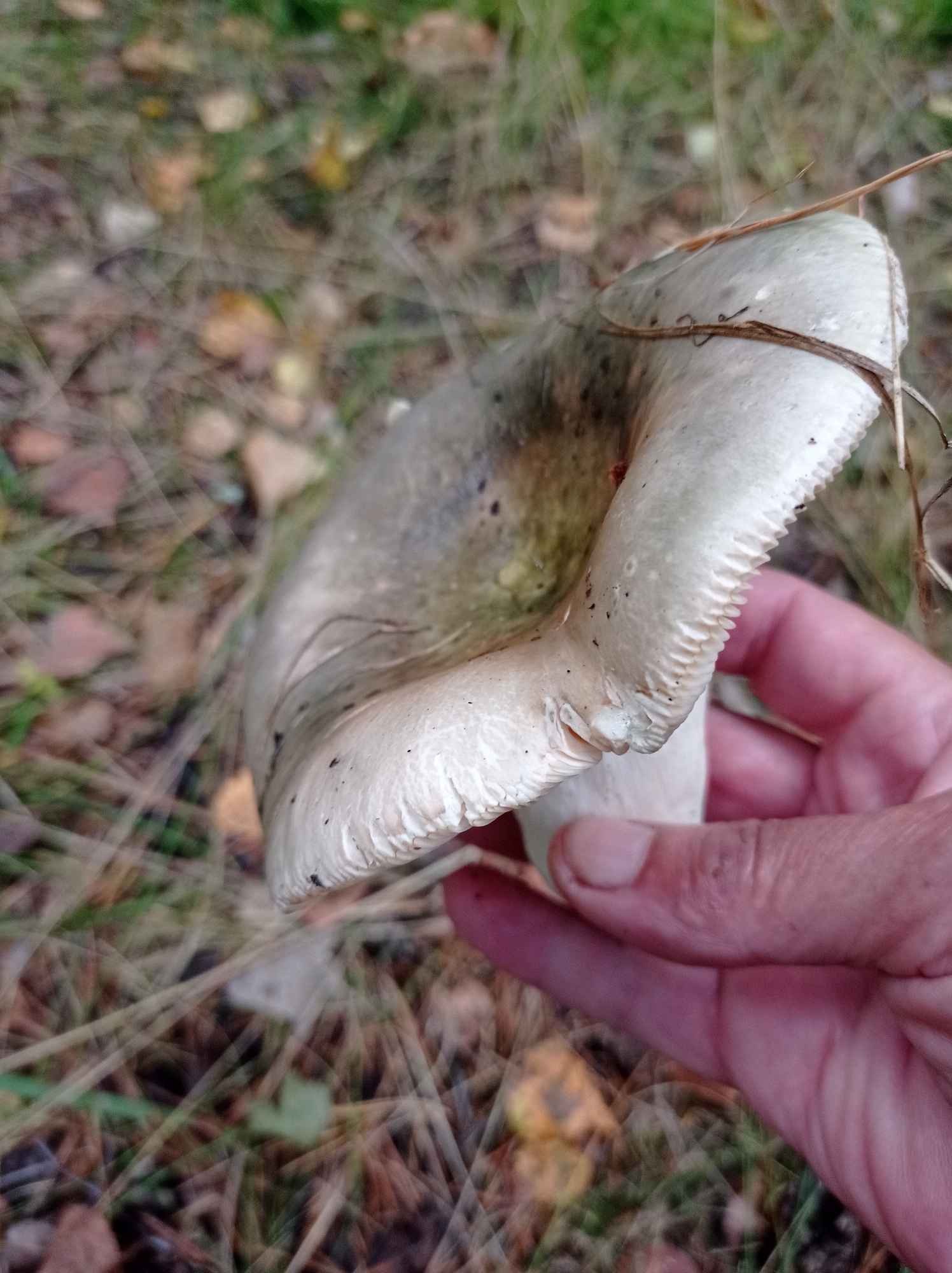 A close-up, eye-level shot captures a person's hand holding a large, pale mushroom with a textured underside. The mushroom's cap is a light, grayish-green with some darker speckles. It is positioned in the center of the frame, obscuring much of the background, which appears to be a forest floor covered in dry leaves, grass, and pine needles. A thin twig rests on the mushroom's cap. The hand holding the mushroom is pale-skinned, with visible fingernails and the texture of skin. The overall lighting is natural and appears to be overcast or diffused, typical of a forest environment. The specific location of Degtyarsk, Russia, is not visually discernible from the image itself, as it depicts a natural outdoor scene devoid of urban landmarks.