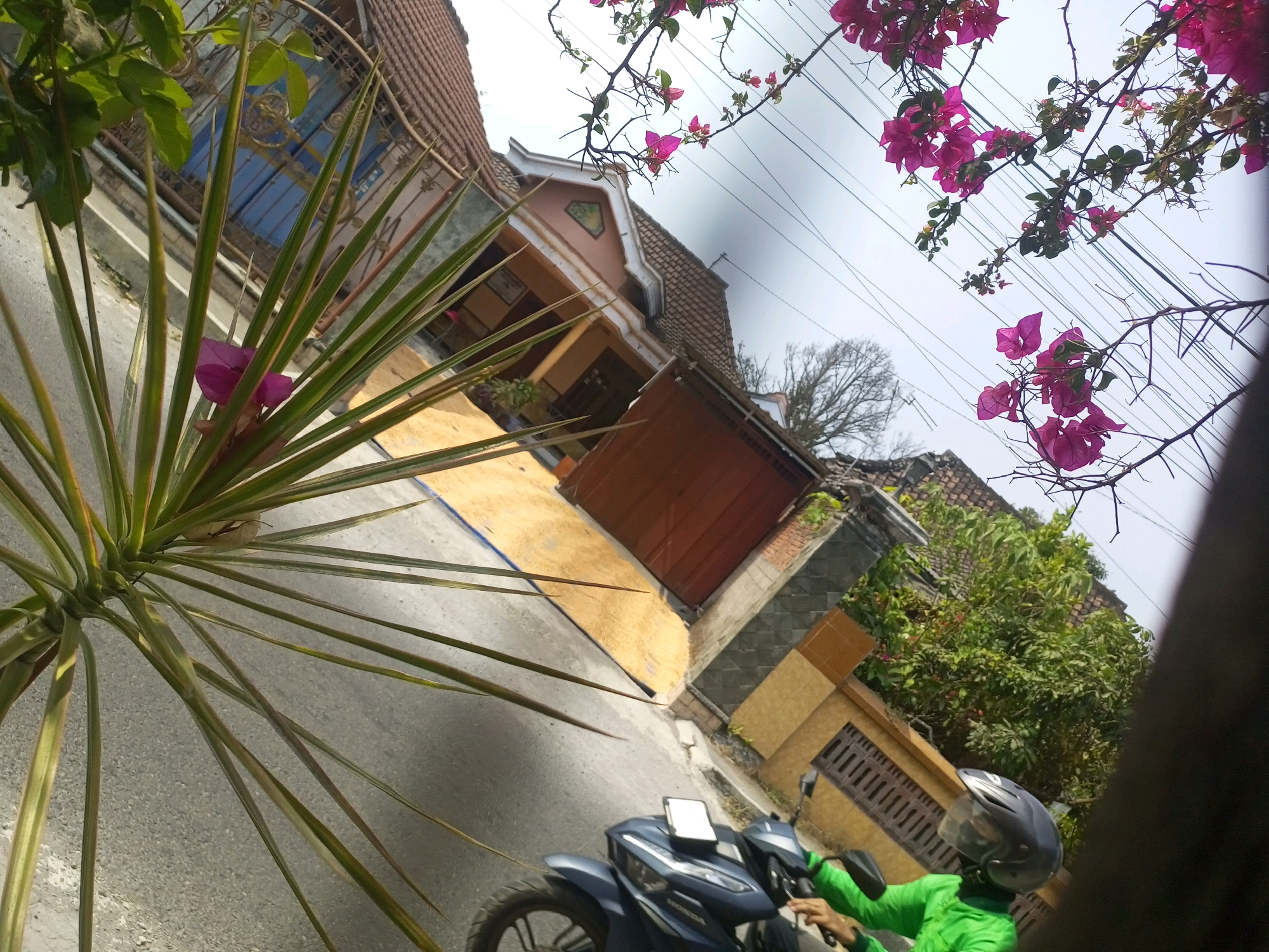 The image shows a street scene in Ngasem, Indonesia, dominated by vibrant pink bougainvillea flowers cascading from overhead branches. In the foreground, a motorcycle rider wearing a green jacket and a grey helmet is visible from the waist up, looking towards the viewer. The motorcycle itself is dark blue with a tablet mounted on the handlebars. To the left, a spiky green plant with long, thin leaves partially obscures the view of a building. This building features a brown tiled roof, a pastel pink upper facade with a white trim, and a blue grilled window. A wooden garage door is also visible on the building. The background reveals more of the building and surrounding greenery, with power lines crisscrossing the sky. The overall impression is a snapshot of daily life in a residential area, with the bright bougainvillea adding a touch of tropical color.