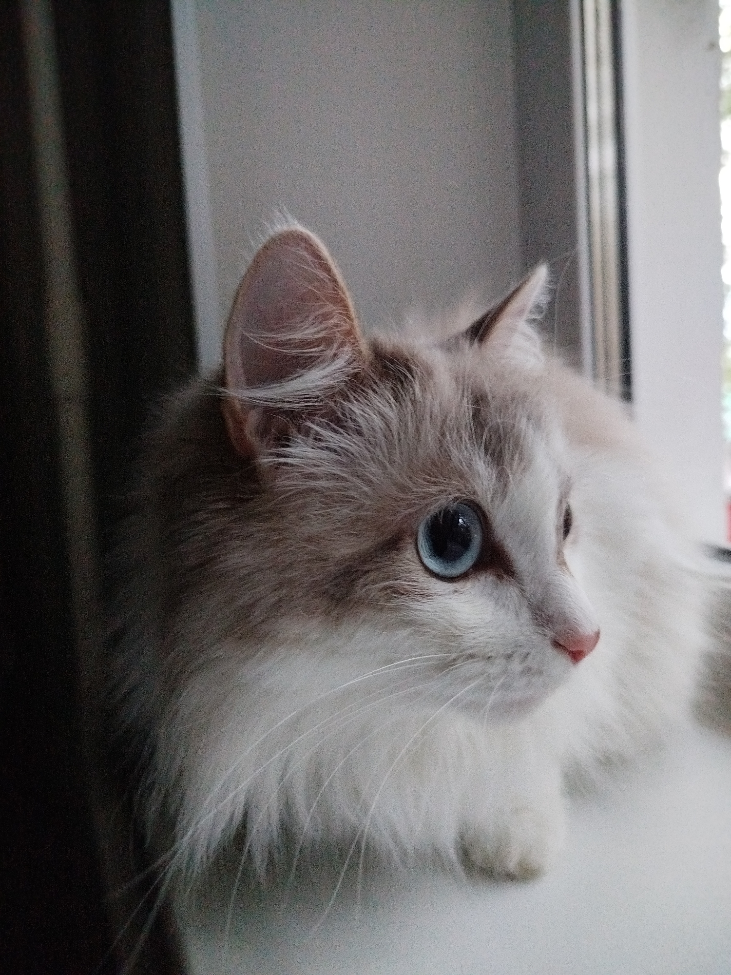 A light-furred cat with blue eyes lies on a white surface. The cat's fur is white, with brown coloring on its head. It has a pink nose and long white whiskers. The cat appears to be lying in front of a window, and a dark curtain is visible to the left. The location is Unknown, Unknown.