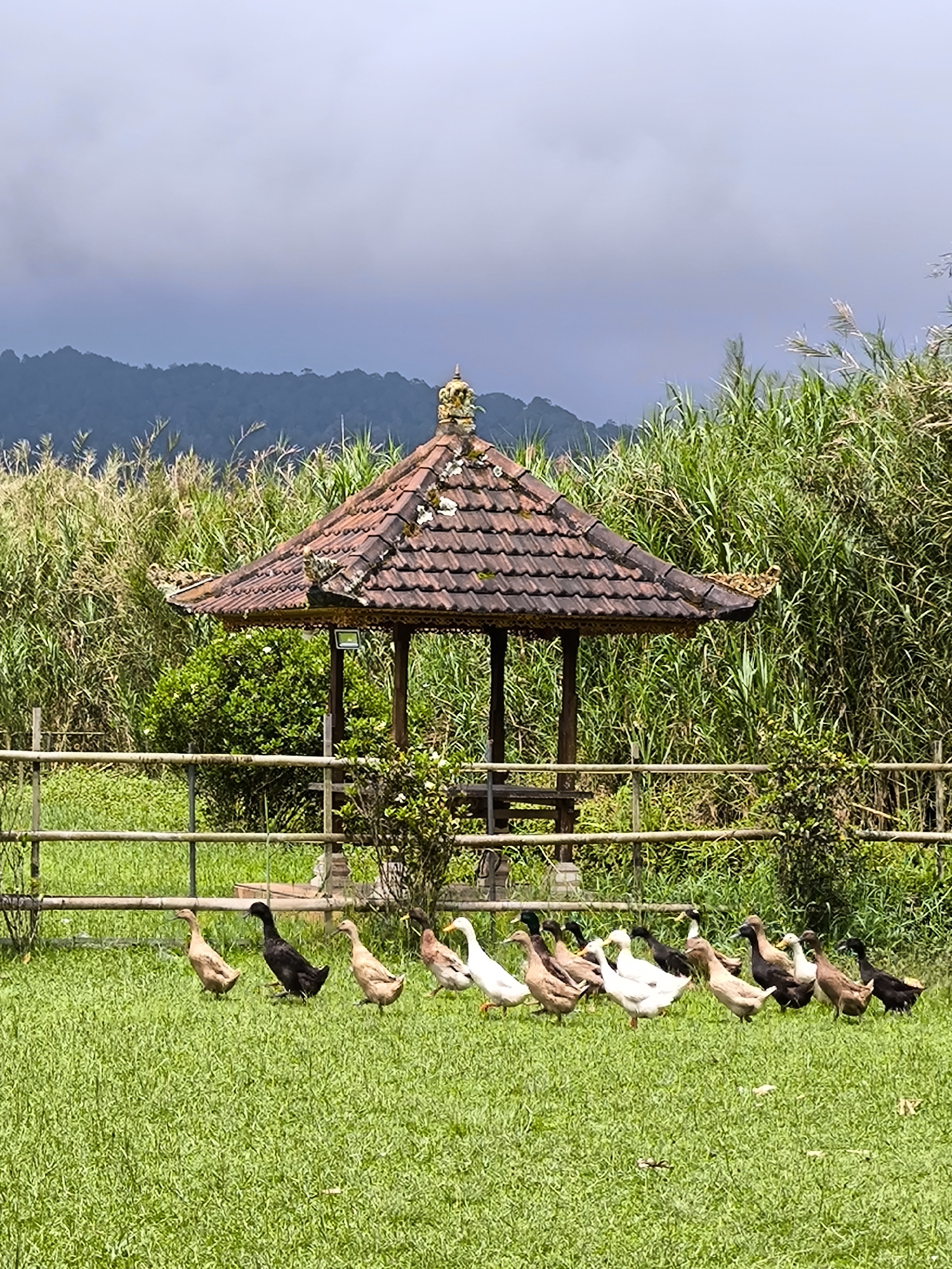 The image captures a scene in Bedugul, Indonesia. A tiled-roof gazebo is centered within a grassy field, with a backdrop of mountains and dense vegetation. A low, bamboo fence is visible in front of the gazebo. A flock of mixed-breed ducks, including brown, black, and white plumaged individuals, are standing on the lawn. The sky is overcast.