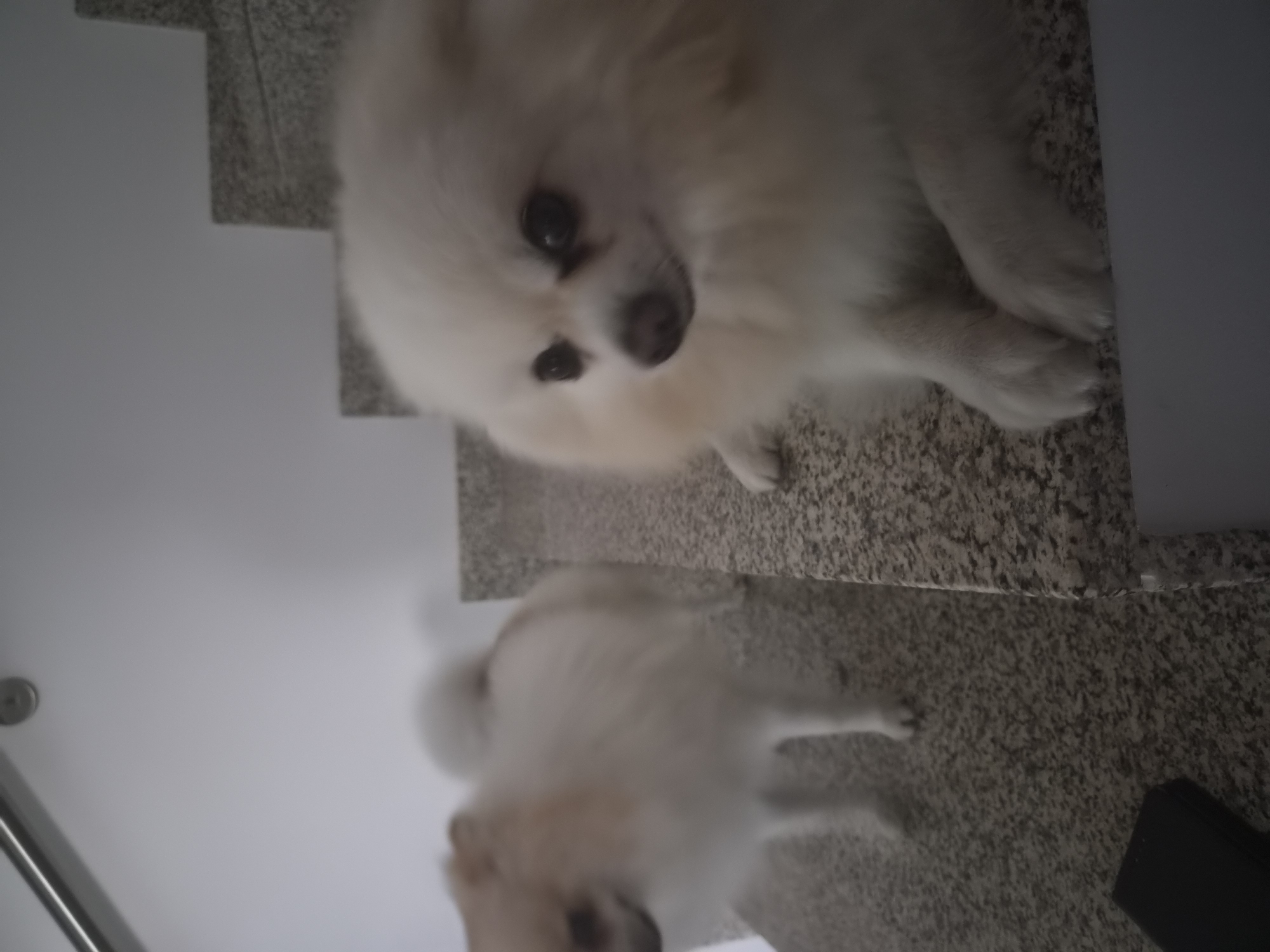 The image depicts two Pomeranian dogs on a speckled granite staircase. The dog in the foreground is white and fluffy, with dark eyes and a pointed snout. It is positioned on the right side of the frame, looking towards the viewer. Its front paws are visible, resting on the edge of a step. Behind it, on the left side of the frame, is another Pomeranian, lighter in color with some tan markings. This dog is in motion, facing left and out of focus. The staircase has a modern design with a silver railing visible at the top left. The overall environment suggests an indoor setting, possibly a residential building in Barcelos, Portugal.