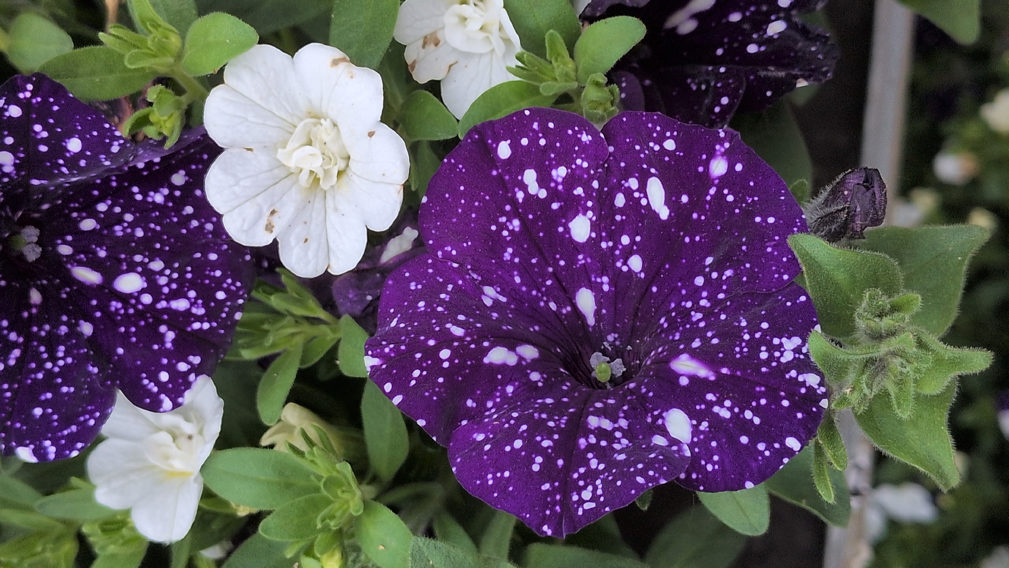 The image shows a close-up view of several petunia flowers. The prominent flower in the foreground is a deep purple with numerous white speckles, giving it a starry appearance. Behind it, there are two white petunias, one of which is in sharp focus. The flowers are surrounded by green foliage. The image does not provide any information about the city of Kölleda, Germany, or any people or actions. It is a still life photograph of flowers.
