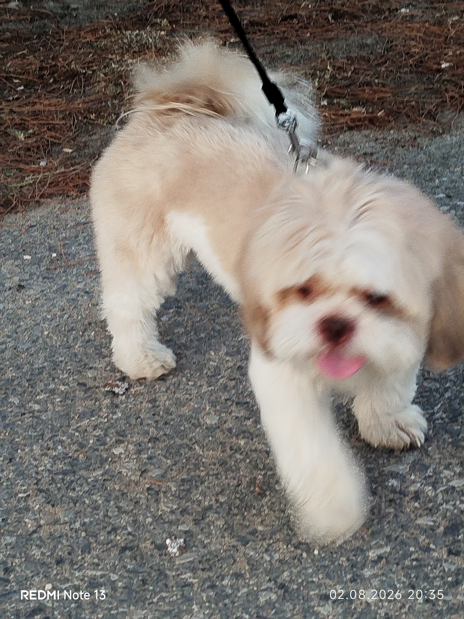 A Shih Tzu dog with light brown and white fur walks on a paved surface. The dog is wearing a black leash. The background consists of dry grass and dirt. The image includes a timestamp and text overlay at the bottom left and bottom right corners, reading "REDMI Note 13" and "02.08.2026 20:35" respectively.