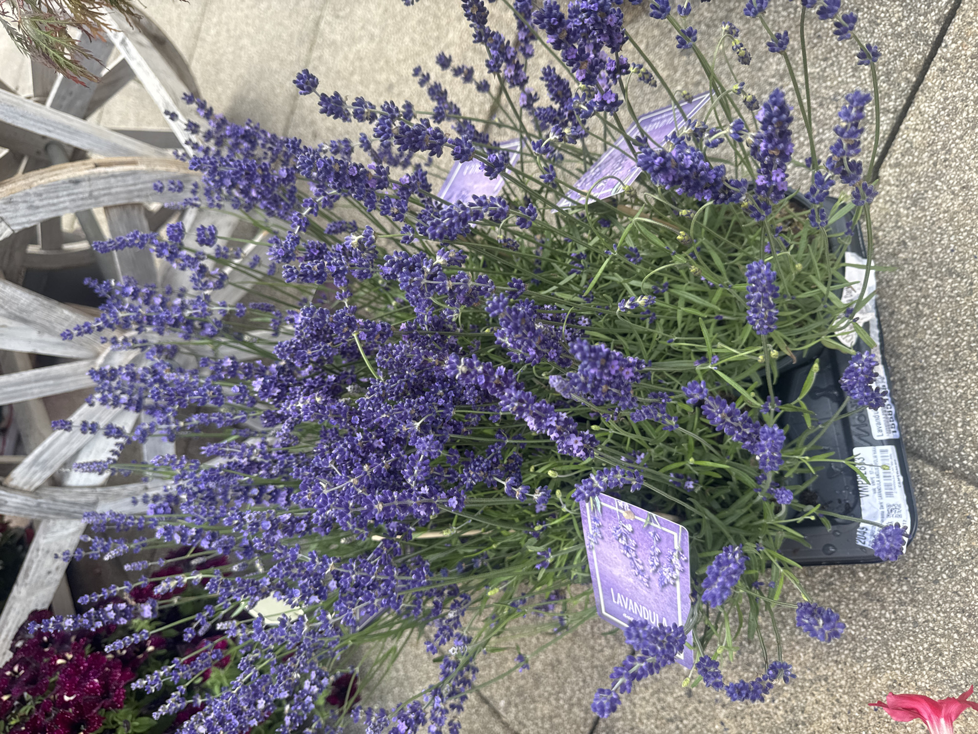 This media file features a close-up view of a potted lavender plant, specifically *Lavandula*, with its characteristic purple blooms and green foliage. The plant is situated outdoors, likely in a garden or nursery setting, with a textured concrete or stone surface visible beneath and to the right. Behind the lavender, a rustic wooden structure, possibly part of a basket or planter, is visible, suggesting a decorative or functional element in the scene.
The focus is on the vibrant purple of the lavender flowers, with many individual florets clustered on slender stems. Some of these stems arch and droop, creating a sense of natural growth and abundance. Two purple plant tags are visible within the foliage. The tag on the left has an image of lavender flowers and the text "LAVANDULA" clearly legible. The tag on the right is partially obscured but shows text and a barcode, indicating it is likely a retail tag.
The lighting suggests it is daytime, and the overall mood is peaceful and natural, highlighting the beauty of the lavender. The context provided of Les Rousses, France, places this scene in a European setting, possibly a floral shop or a residential garden in the French Jura region. There is a hint of other plants in the lower left corner, with dark red or purple foliage. The image is composed to emphasize the texture and color of the lavender.