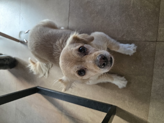 The image displays a small, light brown and white domestic canine lying prone on a light brown tiled floor. The dog features a short-haired tan body with white fur on its four paws and around its muzzle, dark round eyes, and floppy ears. Its fluffy, curled tail is visible in the upper right background. A dark, angular metal furniture leg is present in the upper left portion of the frame, casting a shadow, while another lighter-colored furniture leg is partially visible in the upper right. The scene is an indoor environment located in the city of Villa San Andrés, Argentina.