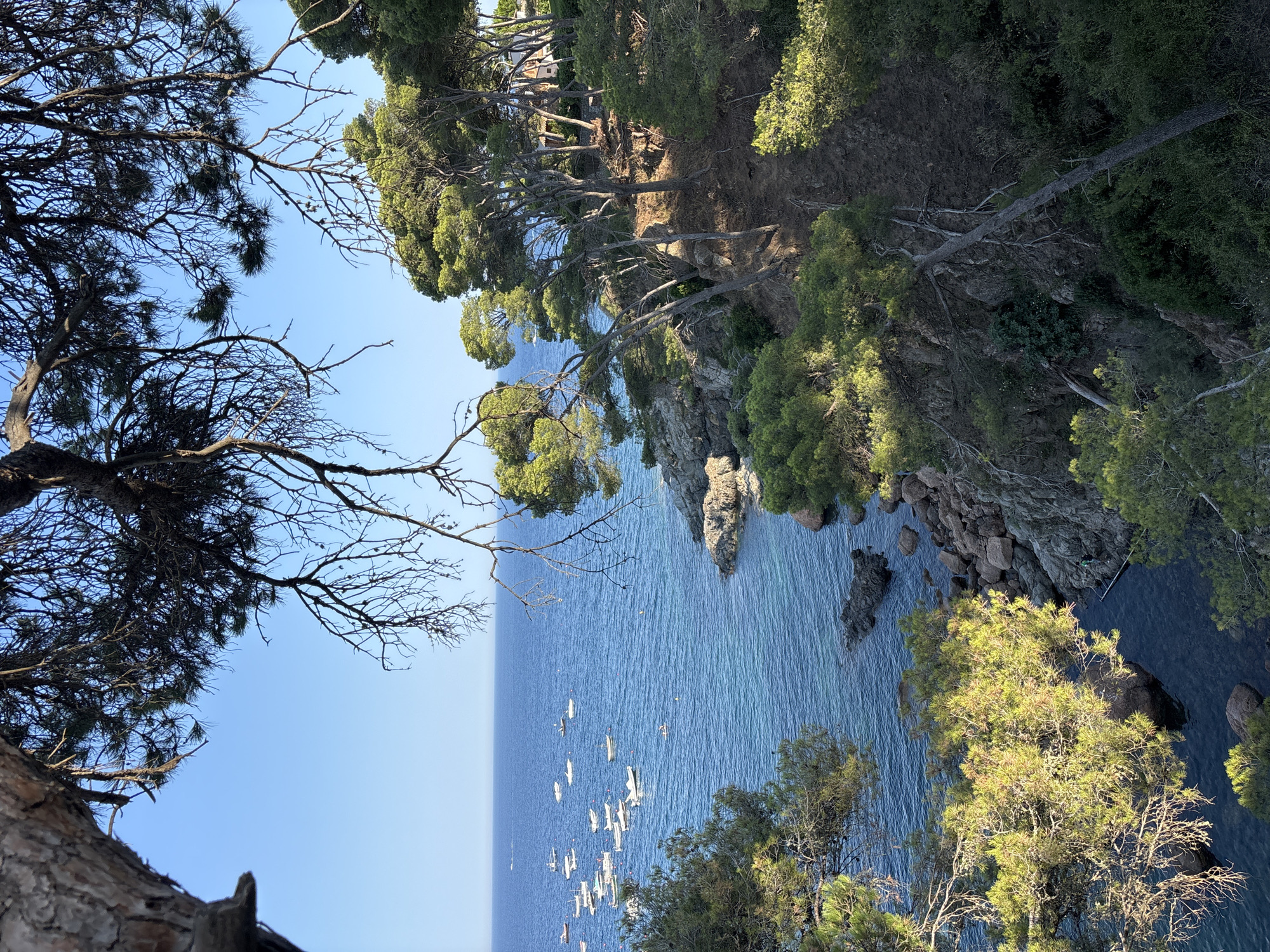 This is a medium-shot, landscape-oriented photograph taken from a high vantage point overlooking a coastal scene. The image is rotated 90 degrees counter-clockwise. In the foreground, on the left, is a large tree with dark branches and sparse foliage, its trunk visible at the bottom left. To the right, the scene opens up to reveal a calm, deep blue ocean stretching towards a clear, pale blue sky on the left horizon.
The ocean is populated by a fleet of white sailboats, most with their sails furled, scattered across the water. Along the right side of the image, a rocky coastline covered in lush green trees rises steeply. The trees, predominantly pine trees, are densely packed, with some leaning precariously over the water. The sunlight appears to be warm and diffused, suggesting it is either early morning or late afternoon. The overall impression is one of natural beauty and tranquility.
The location is Llafranc, Spain, a coastal town known for its picturesque bay. The presence of numerous sailboats suggests a regatta or a similar sailing event might be taking place, or it could simply be a popular spot for recreational sailing. There is no visible text in the image.