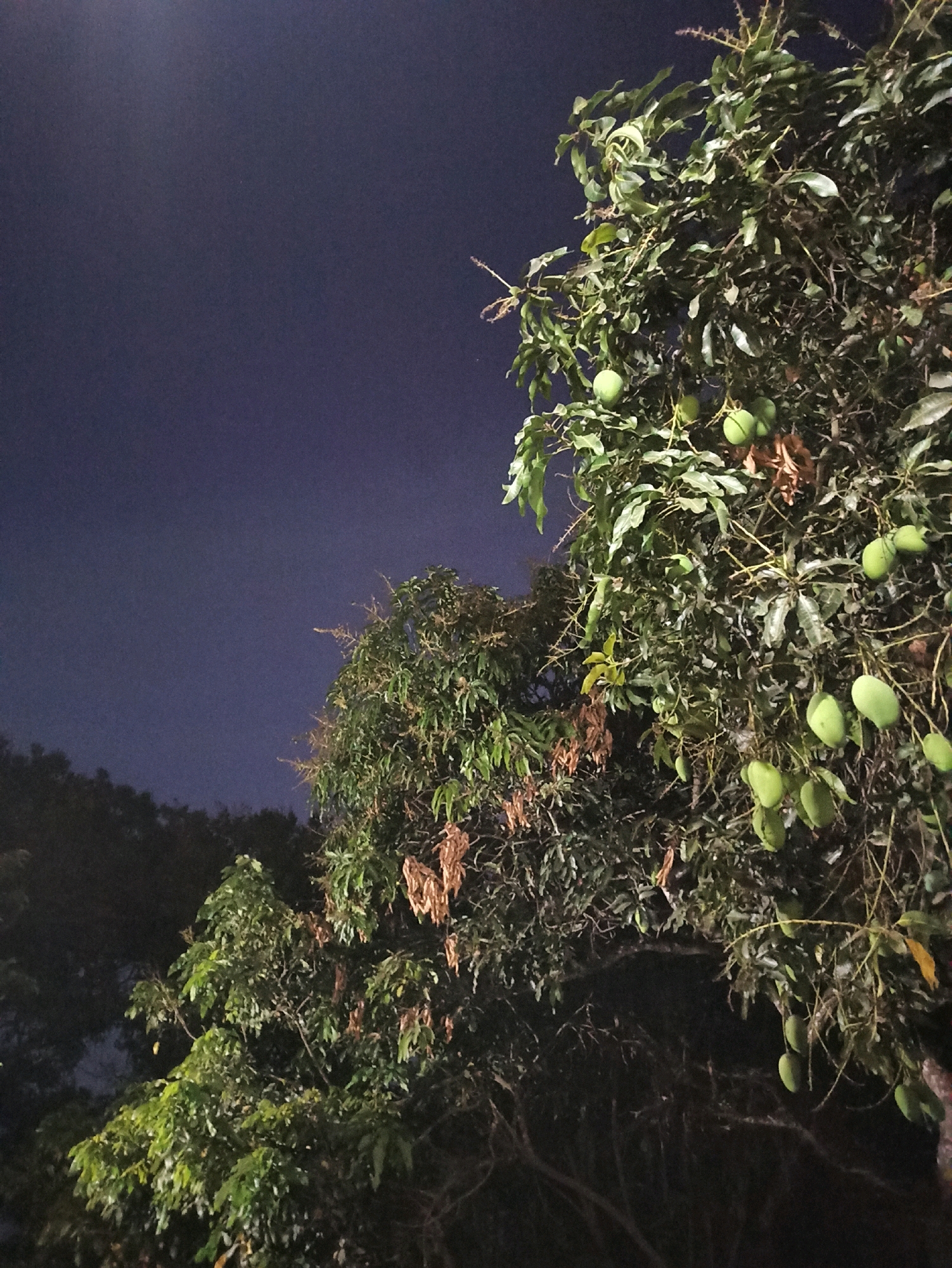 The image depicts a close-up view of a mango tree at night, with the dark sky visible in the background. The tree is laden with numerous green mangoes of varying sizes. Some mangoes are clustered together, while others hang individually from branches. The leaves of the tree are dense and green, interspersed with some dried brown foliage. The lighting suggests artificial illumination, likely from a streetlamp or outdoor lighting, which casts a subtle glow on the fruit and leaves. The overall scene is natural and serene, with no human presence or discernible urban structures, therefore it is not possible to determine the location in Brambang Darusalam, Indonesia.