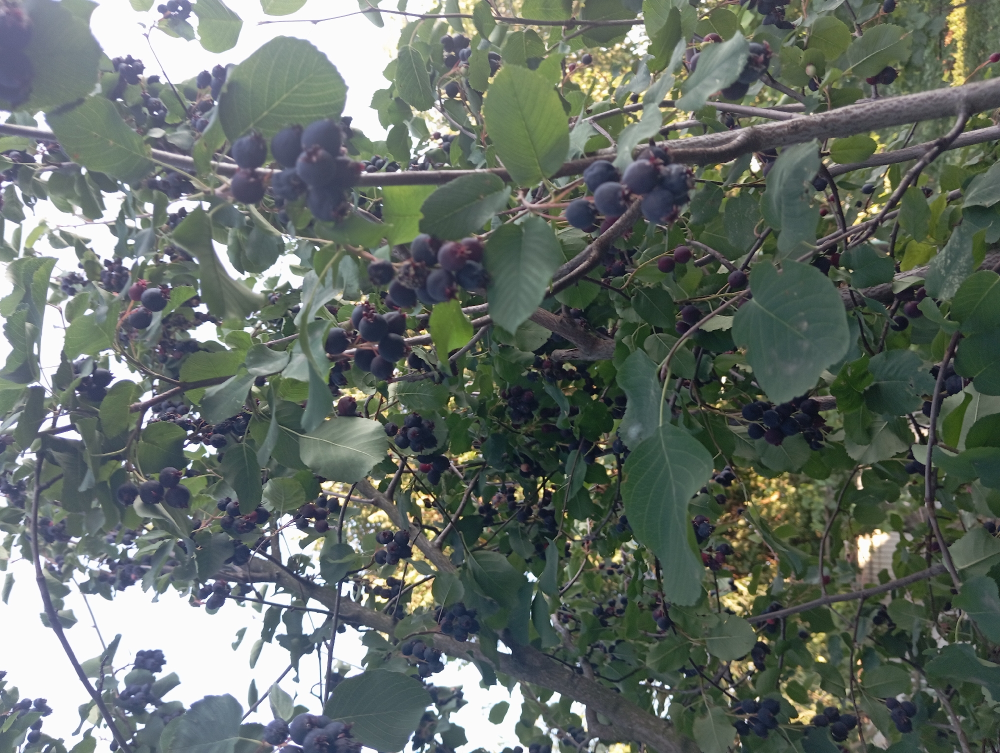The image shows a close-up view of a tree laden with dark purple berries, likely saskatoons or serviceberries, set against a backdrop of dappled sunlight filtering through foliage. The branches of the tree are thick and textured, some with a grayish bark, others younger and thinner. Clusters of ripe berries hang from thin stems, interspersed with lush green leaves, some of which are quite large and ovate. The overall impression is of abundance and the bounty of nature. The scene appears to be located outdoors in an area with natural vegetation, possibly a park or garden within the village of Keleberdivka, Ukraine, given the prompt's context. No people or animals are visible in the frame.