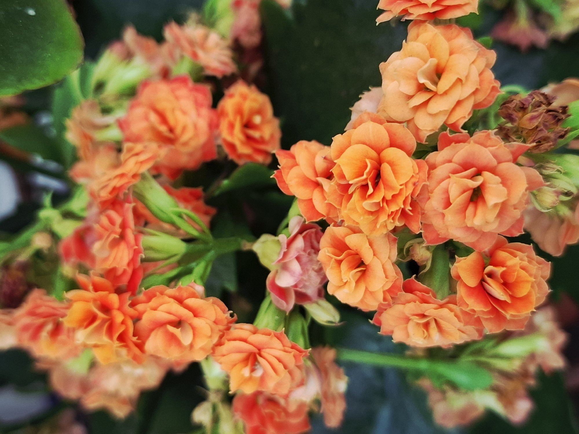 The image features a close-up view of a cluster of orange Kalanchoe flowers, with some green foliage visible in the background. The flowers are densely packed together, creating a vibrant and colorful display. There are also some pink and dried brown flowers interspersed within the cluster. The location is not identifiable from the image.