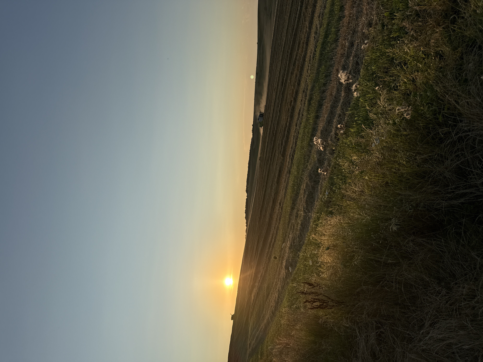 An expansive view captures a rural agricultural landscape at dusk. The sun, a bright orange orb, is low on the horizon, casting a warm glow across a harvested field. The field is characterized by distinct rows, indicative of recent agricultural activity. In the middle distance, a combine harvester is in operation, kicking up a noticeable dust cloud. The foreground is dominated by tall, dry grasses and some fluffy seed heads, illuminated by the fading sunlight. The sky above transitions from a pale yellow near the horizon to a clear, light blue overhead. The scene suggests a serene, end-of-day harvest in an unidentified rural location.