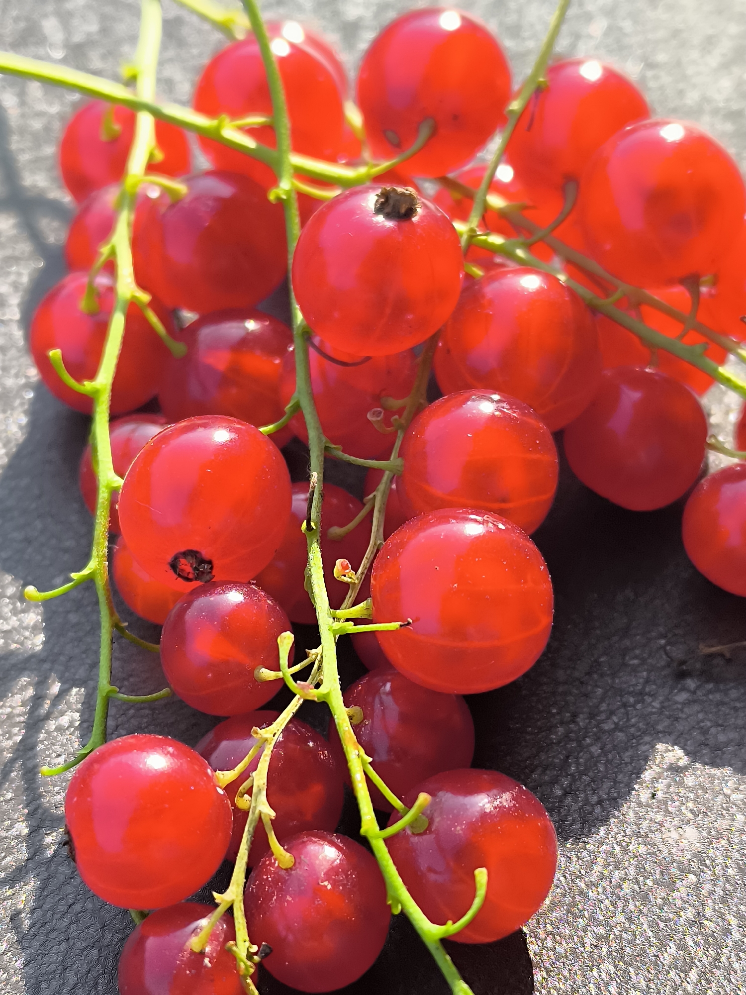 A close-up, vertical, high-angle shot showcases a cluster of ripe red currants against a dark, textured surface, possibly asphalt. The berries are plump and glossy, with some showing visible stems and others with small, dark remnants where they detached from the stem. Sunlight illuminates the currants, creating bright highlights and casting shadows on the surface below. The background is blurred, suggesting a shallow depth of field, but appears to be an outdoor setting. The scene is forensic in its detail, with no people or identifiable actions, focusing solely on the natural subject matter. The exact location in Dercekliai, Lithuania, is not visually discernible from the image itself.