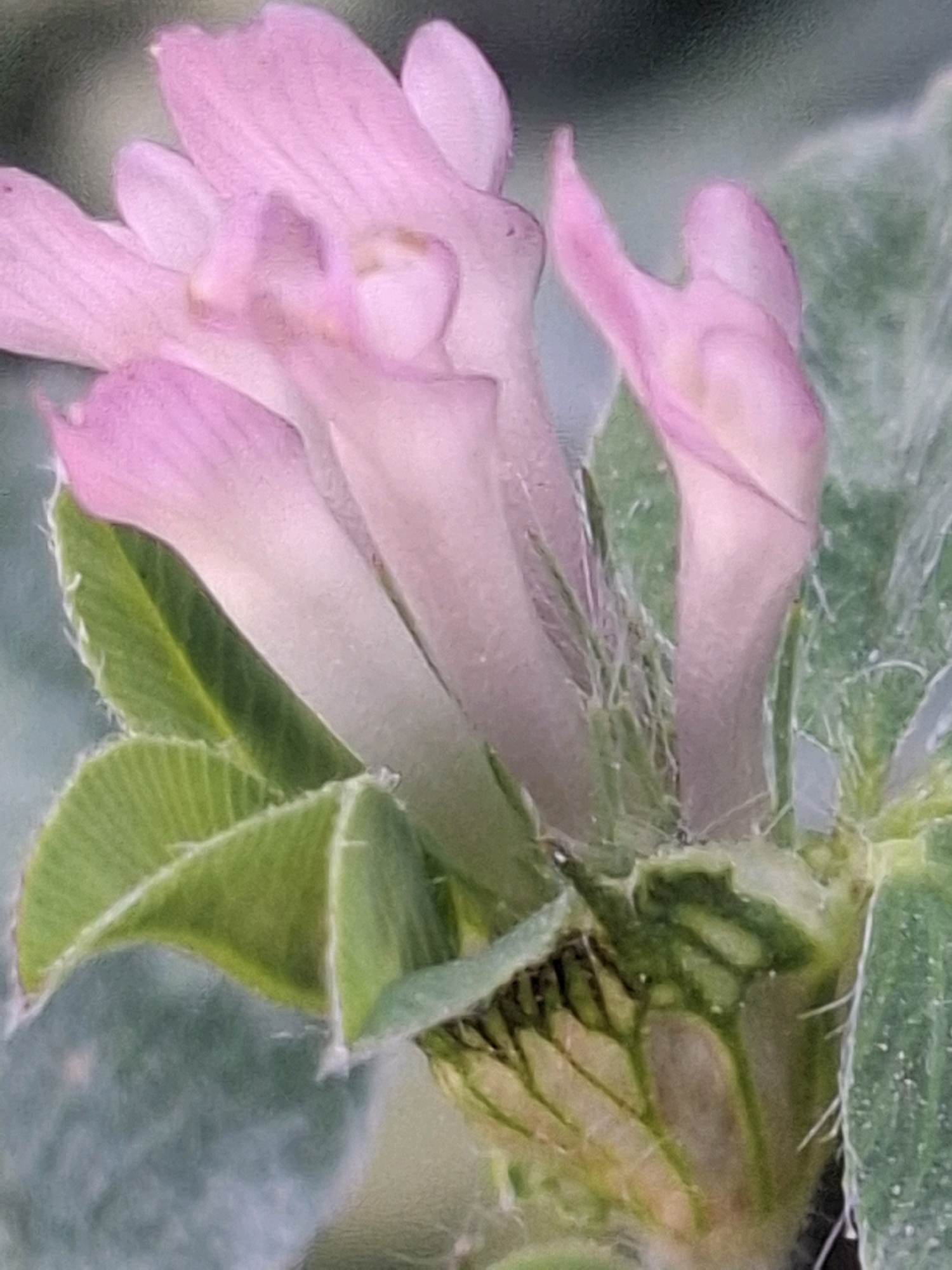 The image displays a close-up view of several pale pink clover flowers and green leaves, with a shallow depth of field. The flowers are tubular and clustered together, with some showing delicate venation. The leaves are ovate and appear to be covered in fine hairs. The background is a blurred expanse of green and gray, suggesting a natural outdoor setting. The image is a still photograph and does not depict any people, actions, or interactions. No specific location within the city of Almaty, Kazakhstan, can be identified from the visual information provided.