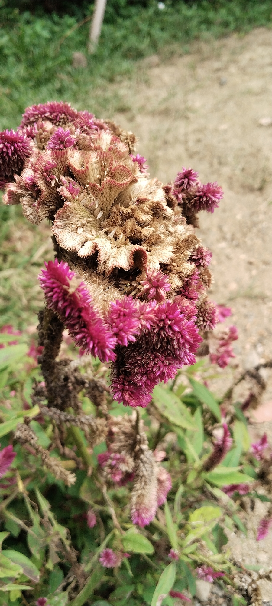 In Meunasahmee, Indonesia, a close-up, vertical shot captures a cluster of magenta and faded brown cockscomb flowers. The blooms, with their velvety, textured appearance, are the primary subject, filling most of the frame. Some of the flowers are a vibrant magenta, while others have dried and turned a muted brown and tan. The background consists of out-of-focus green foliage and a sandy, earthy ground. The lighting suggests it is daytime, with natural light illuminating the scene.