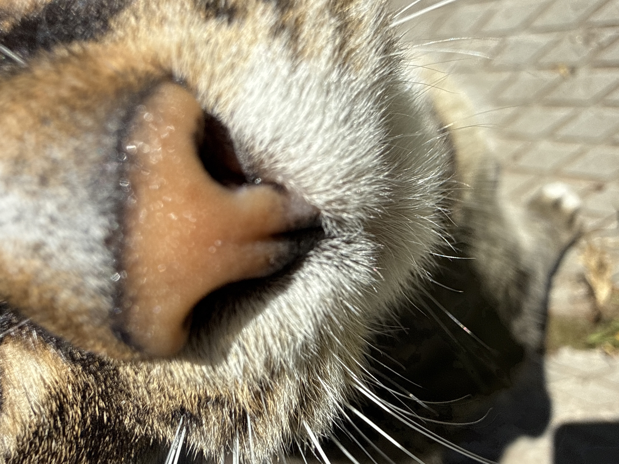 This is an extreme close-up, macro photograph of a cat's nose and whiskers. The cat's fur is a mix of brown, black, and white stripes. The nose is a pinkish-tan color with visible pores and a slight sheen. Long, white whiskers extend outwards from the sides of the nose. The background is softly blurred and appears to be an outdoor setting with a paved surface, possibly a sidewalk or patio. The lighting suggests a sunny day, casting subtle shadows. The image provides a highly detailed view of the cat's facial features. There is no indication of Votkinsk, Russia, or any specific location within it.