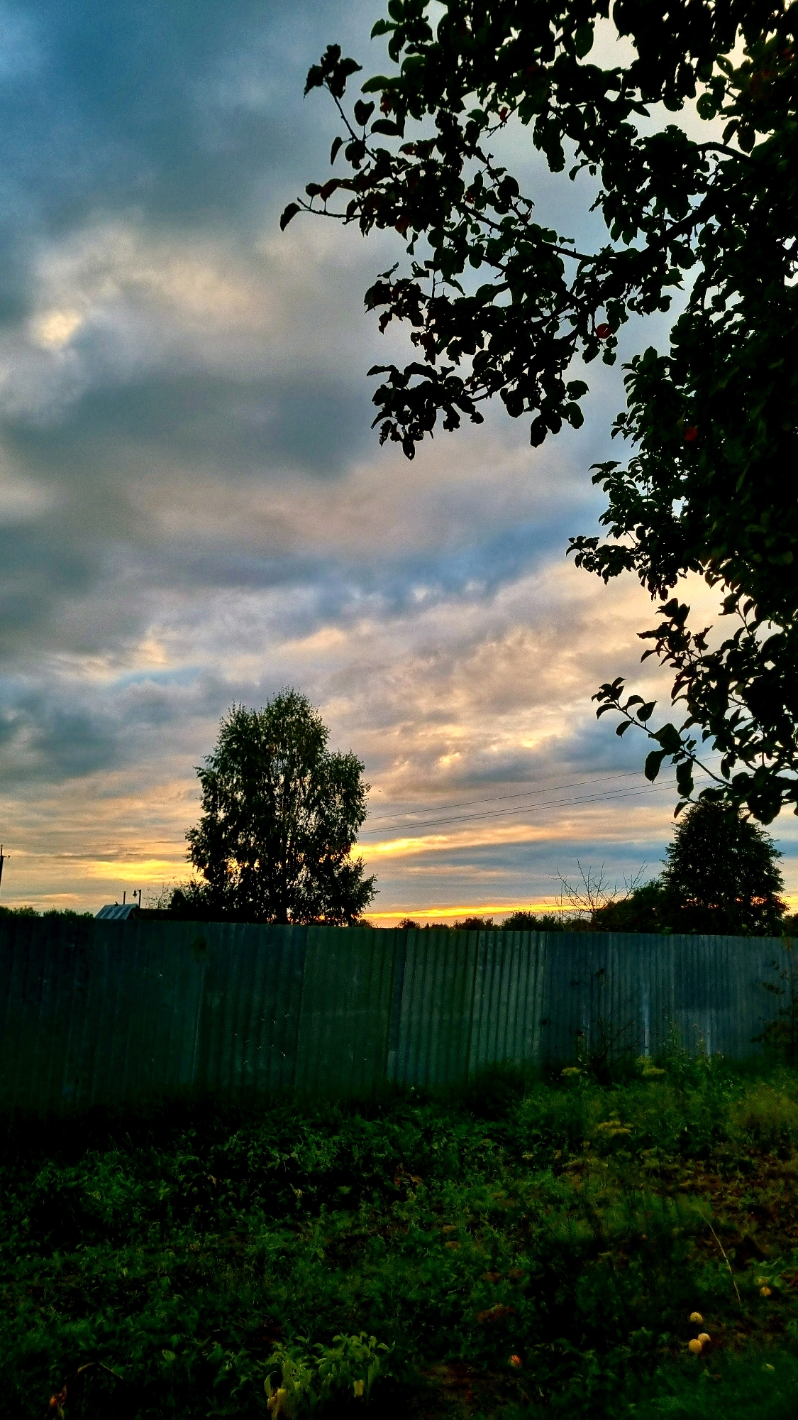 This is a photograph of a rural sunset in Vysokoe, Russia. The sky is filled with dramatic clouds, painted in shades of gray, blue, and orange. The setting sun casts a warm glow along the horizon, creating a strip of light between the clouds and the treeline. In the foreground, a tall, dark green corrugated metal fence stretches across the frame. To the left of the fence, a large tree stands silhouetted against the sky. To the right, another tree, smaller and denser, is also visible. Overhanging the scene from the top right corner is a dark silhouette of tree branches and leaves, some of which bear small red fruits. The ground in front of the fence is covered in lush, dark green grass and various plants. A few small yellow flowers are scattered throughout the grass. The overall impression is one of a peaceful, natural landscape at the close of day.
