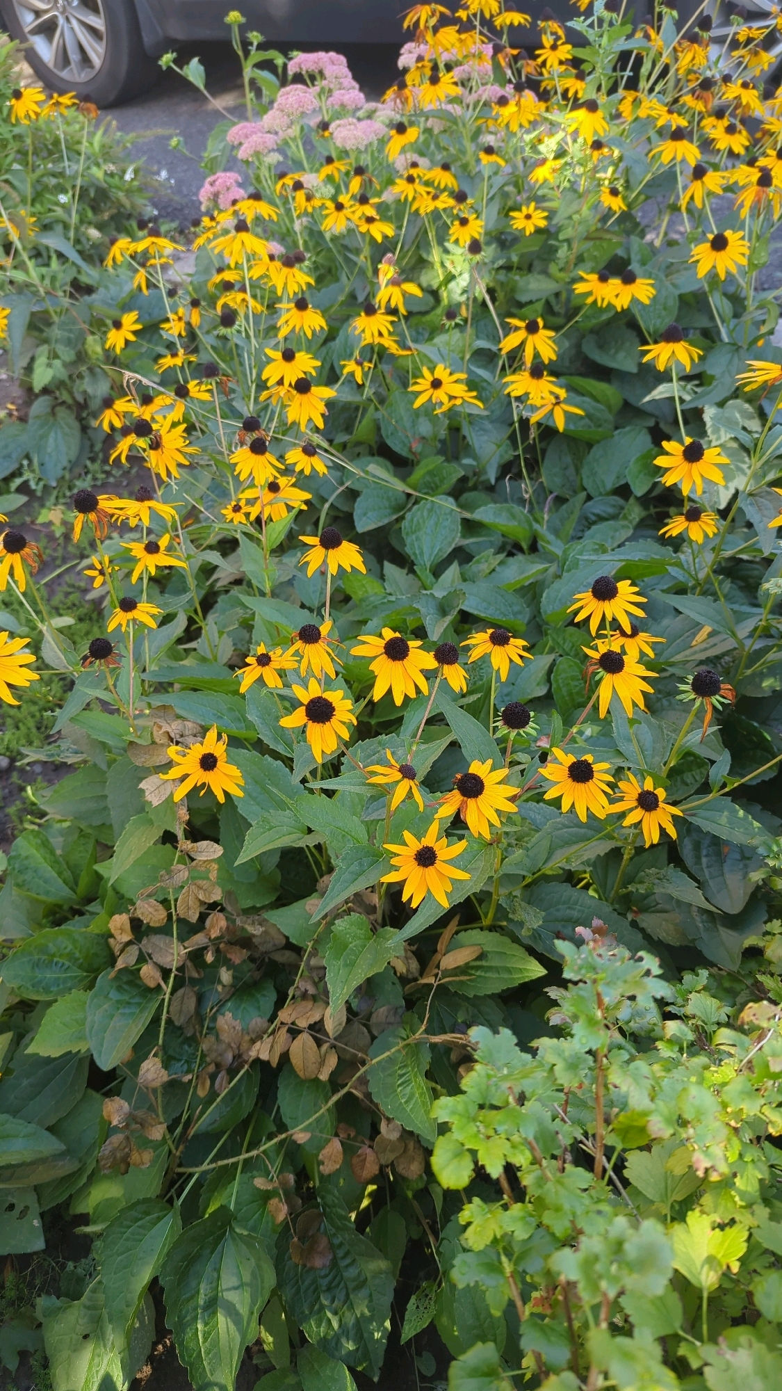 A cluster of black-eyed Susan flowers with yellow petals and dark brown centers dominate the foreground of this image. The flowers are in various stages of bloom, with some fully open and others still budding. The plants are lush with green leaves, some of which are showing signs of drying and browning, particularly on the lower stems. In the background, a portion of a grey vehicle's tire and a hint of its body are visible, suggesting the scene is located near a street or parking area. A cluster of pink flowers, possibly Sedum, is also present in the upper portion of the image, to the left of the black-eyed Susans. The lighting suggests it is daytime, with dappled sunlight filtering through the foliage. The overall impression is of a naturalistic planting in an urban environment. The location is identified as Montreal, Canada.