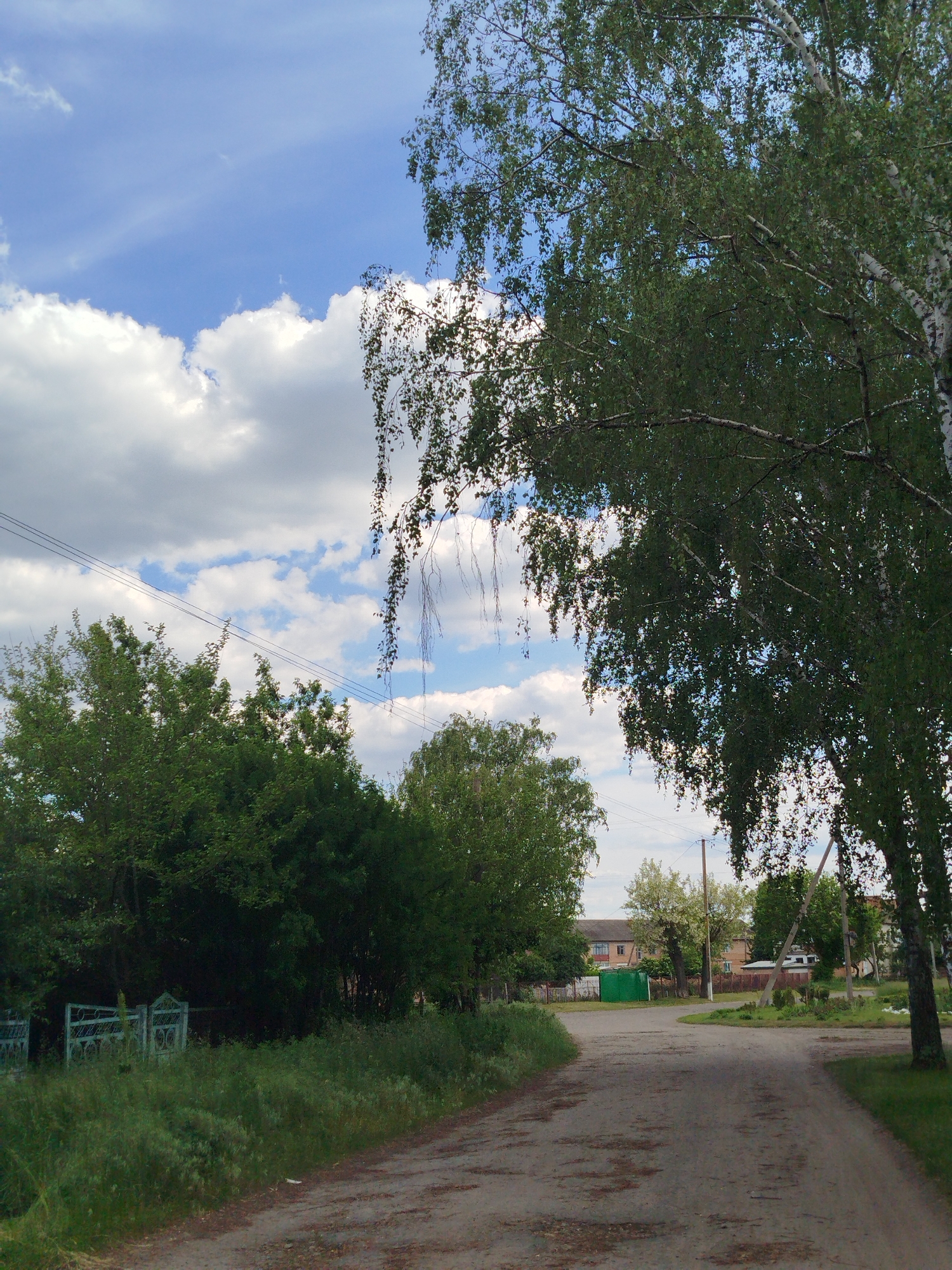 The image presents a serene daytime view of a rural or village setting in Ustyvytsia, Ukraine. A dirt or gravel road, showing signs of wear and flanked by green grass and weeds, curves subtly towards the right, leading into the background.
On the left side of the road, a thick band of lush green trees and bushes forms a natural barrier. Partially hidden within this foliage, an old, decorative metal fence or gate can be discerned. The right side of the frame is dominated by a large birch tree, its distinctive white bark and abundant green leaves, including some drooping branches, extending into the sky and over the road.
In the mid-ground and background, utility poles with power lines stretch across the scene, connecting to distant houses. Several residential buildings with light-colored walls and reddish roofs are visible further down the road, nestled among more trees. A small, vivid green shed or structure stands out near the houses.
The sky is a bright blue, adorned with numerous fluffy white cumulus clouds, indicating fair and pleasant weather. The overall atmosphere is quiet and natural, devoid of any visible people, animals, or discernible text. The scene captures a typical, tranquil roadside landscape in a Ukrainian village.