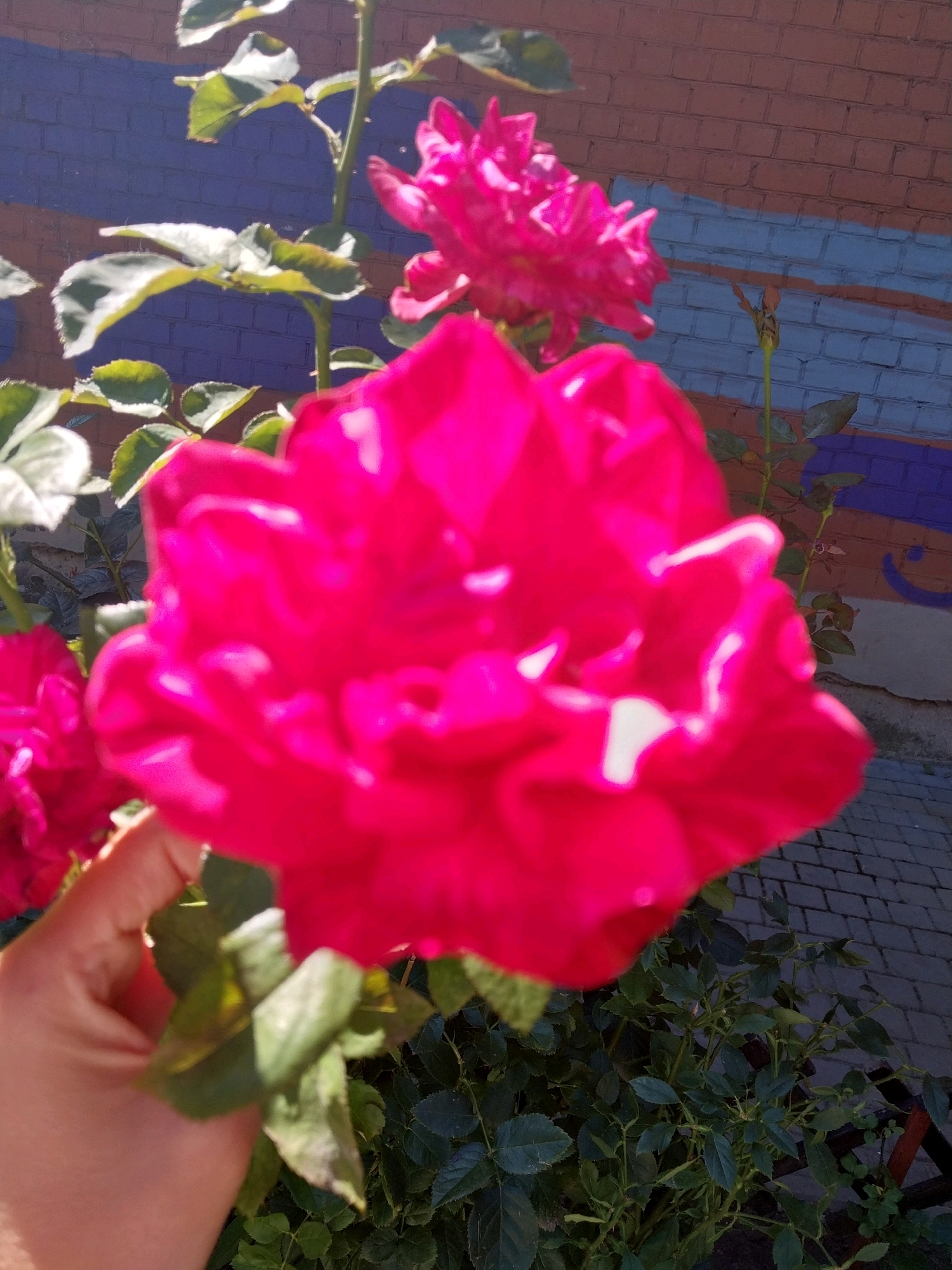 A close-up shot captures a vibrant pink rose in full bloom, its petals slightly blurred, occupying the foreground and center of the image. The rose is held by a person's hand, partially visible on the left side, supporting the stem. Behind the rose, out of focus, a second pink rose is visible, smaller and with less defined petals. Further back, a brick wall serves as the backdrop, painted with horizontal bands of dark blue and orange, with a lighter grey and brown section at the top. To the right of the wall, a cobblestone pathway is visible. Green leaves of the rose bush and other foliage fill the lower part of the frame. The lighting suggests it is daytime, with sunlight illuminating the scene. The image has a soft focus, particularly on the main subject.