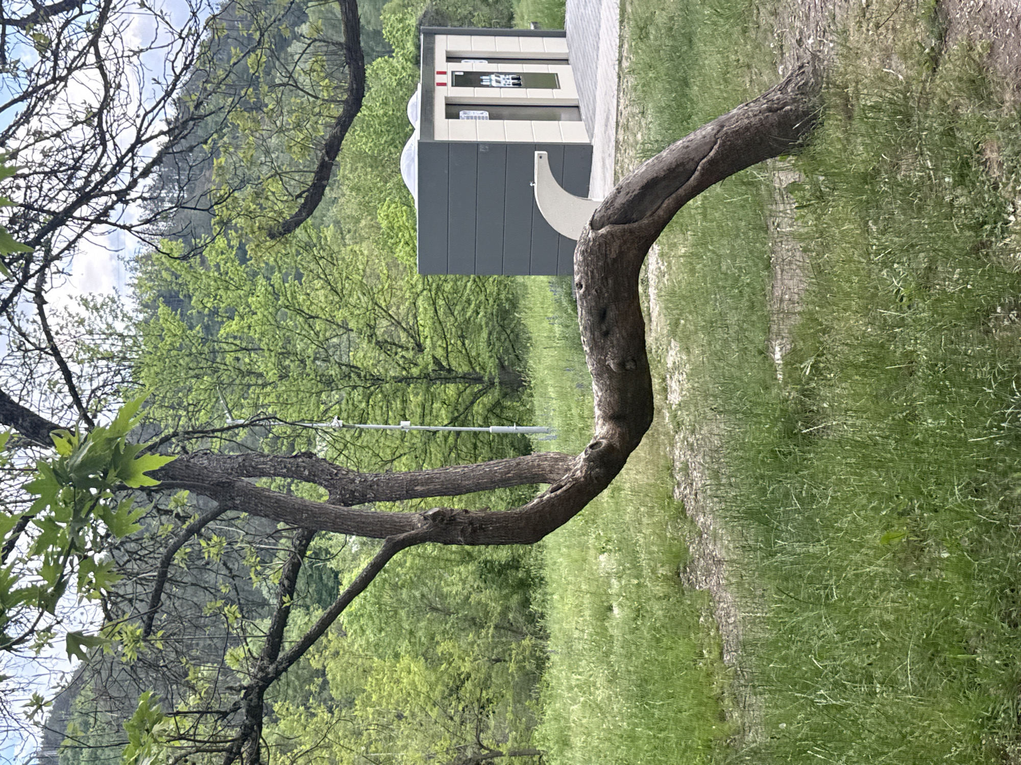 The image depicts an outdoor scene, possibly in a park or recreational area in Blagoevgrad, Bulgaria. A bent tree branch dominates the foreground. Behind it is a prefabricated public restroom structure with a gray base, white upper section, and multiple stalls. The area around the tree and restroom is covered in green grass and foliage with trees in the background. The weather appears cloudy.