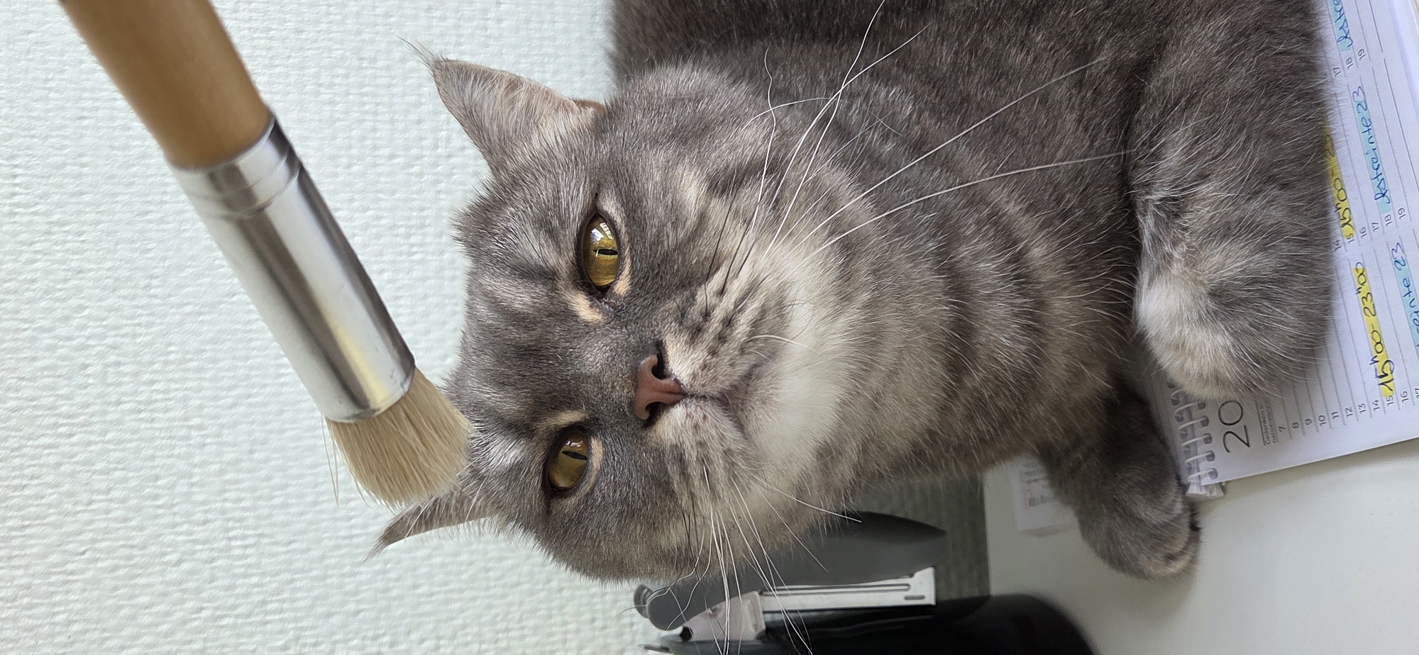 A close-up shot captures a gray tabby cat with yellow eyes looking upwards at a paintbrush. The cat is positioned on a white desk with a calendar in the foreground. The calendar pages show handwritten notes and dates. The background consists of a textured white wall. There is no indication of the city of Strasbourg, France in this image.