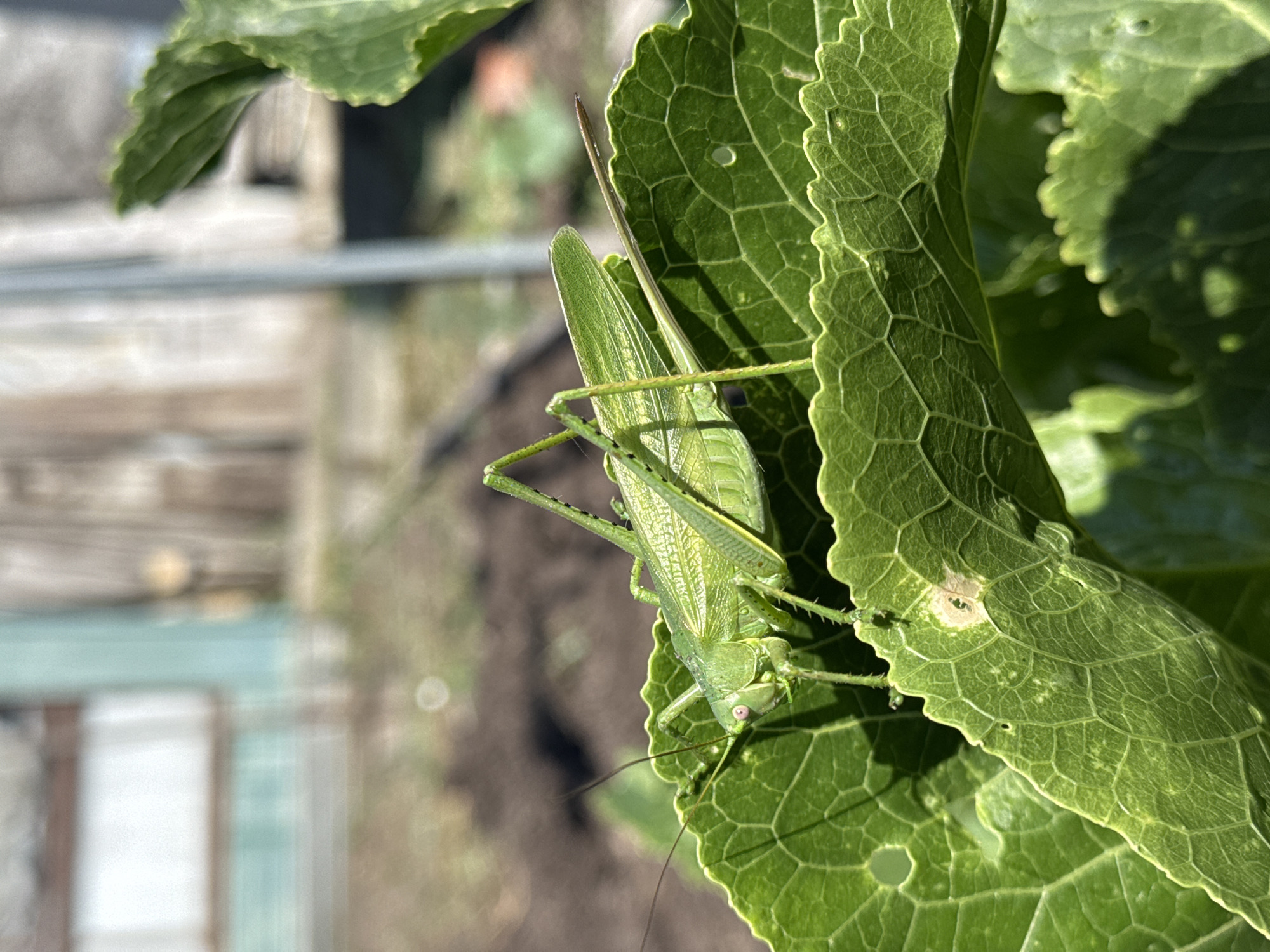 A close-up, eye-level, outdoor photograph captures a bright green katydid resting on a large, textured green leaf. The katydid is positioned on the left side of the frame, facing left, with its long antennae extending outwards. Its body is elongated, and its hind legs are bent. The leaf it sits on has prominent veins and a serrated edge. In the background, out of focus, is a garden or yard setting with soil, some wooden structures, and possibly a fence. The lighting suggests it is daytime with sunlight casting shadows. The image does not contain any people or specific indicators of its location in Kokshetau, Kazakhstan.