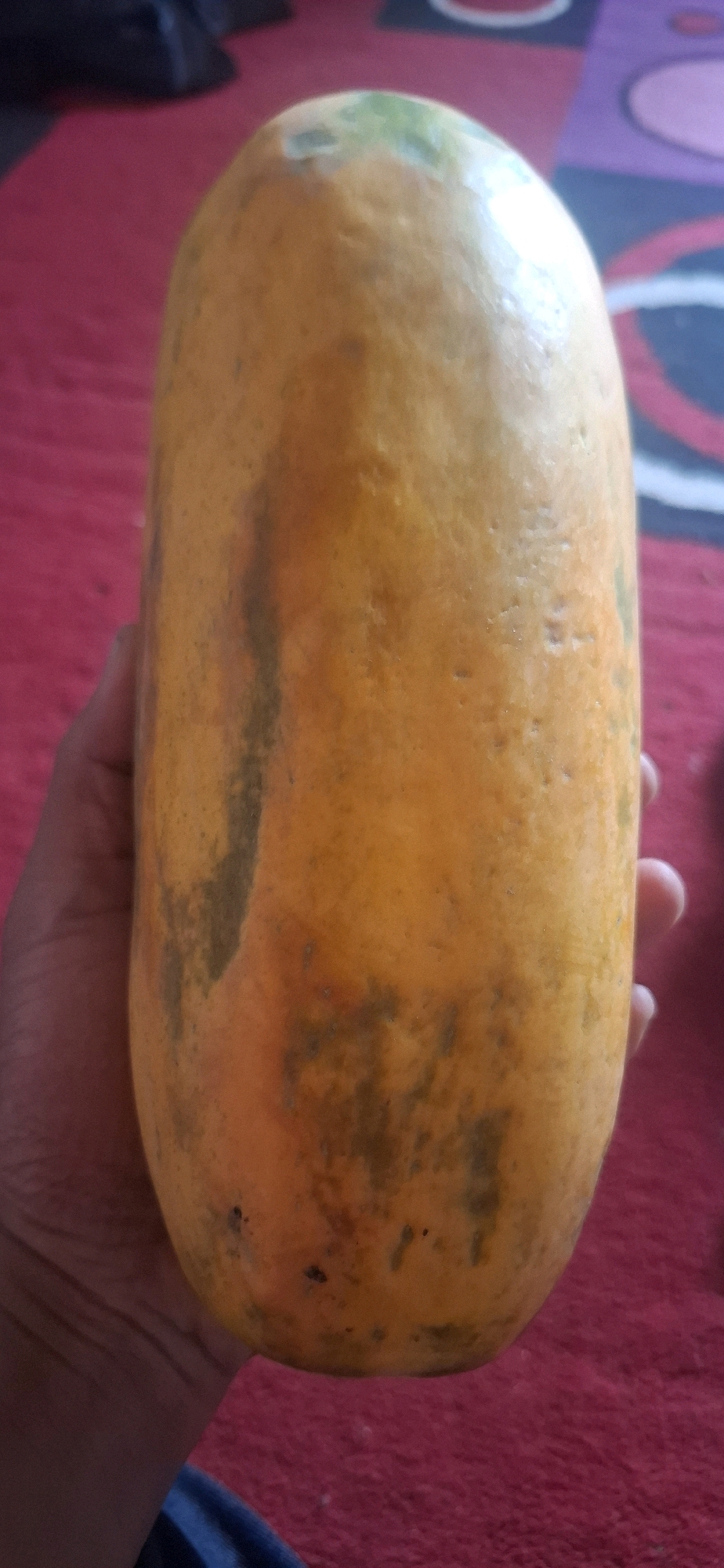 A person's hand holds an elongated, slightly oval-shaped papaya. The skin of the papaya is primarily a vibrant orange-yellow, with some green at the stem end and patches of darker green and brown blemishes scattered across its surface. The texture of the skin appears somewhat rough and pitted. The background consists of a red textured surface, possibly a rug or blanket, with a colorful patterned element in the upper right corner featuring circles in shades of purple and black. The scene is indoors, and the lighting suggests it is daytime. The location in Cibinong Hilir, Indonesia, is not discernible from the visual information presented in the image.
