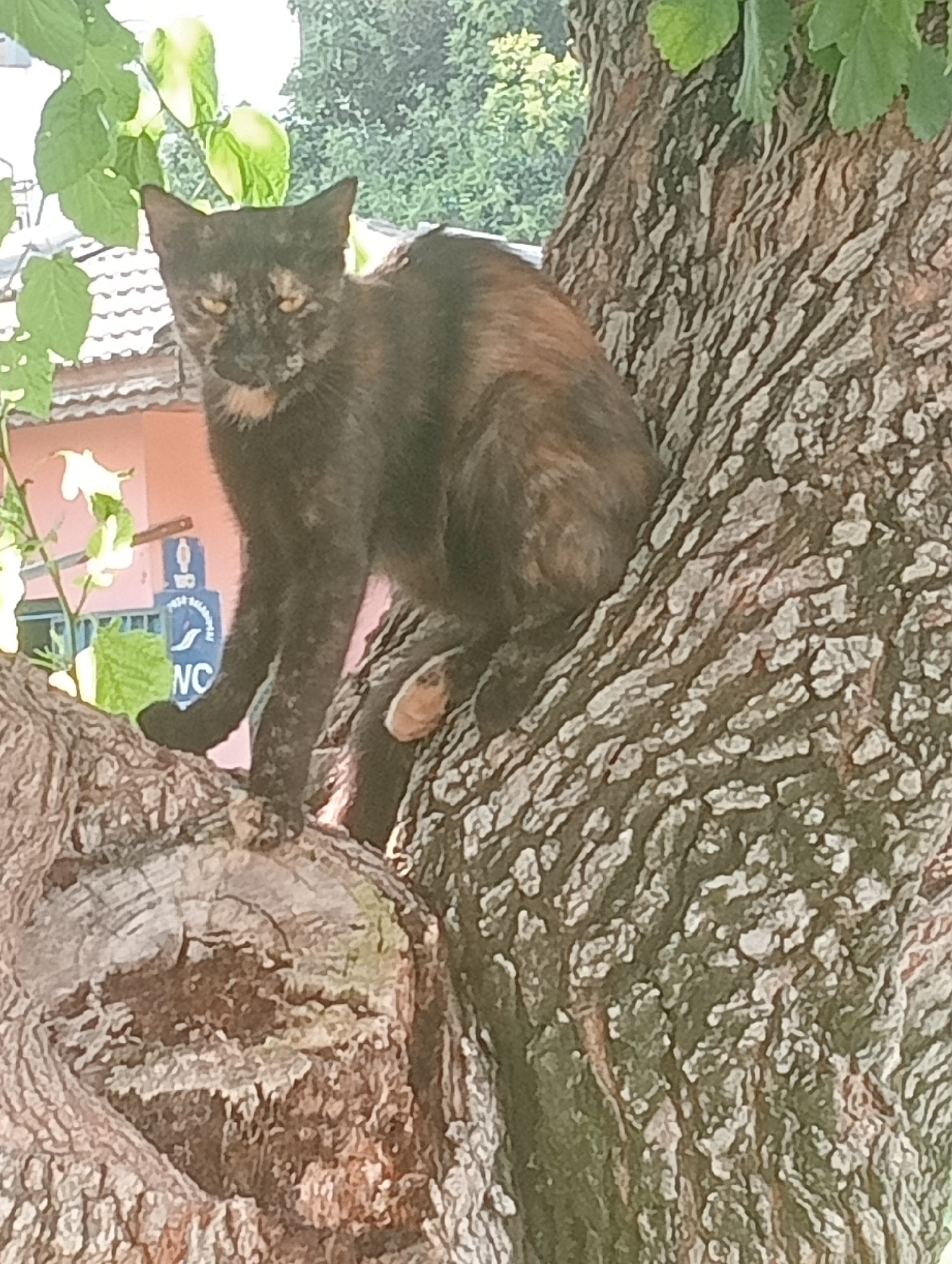 A tortoiseshell cat is perched on a large tree trunk in Antalya, Turkey. The cat is looking towards the camera with a stern expression. Its fur is a mix of black, brown, and orange patches. The tree bark is rough and textured, with visible ridges and patterns. In the background, there are green leaves and foliage, suggesting an outdoor setting. Partially visible behind the cat and to the left is a light pink building with a tiled roof. A blue sign with white lettering, possibly indicating a public service or facility, is also visible near the building. The cat's left front paw is resting on a smaller branch or section of the tree. The scene appears to be from a residential area or a park in Antalya.