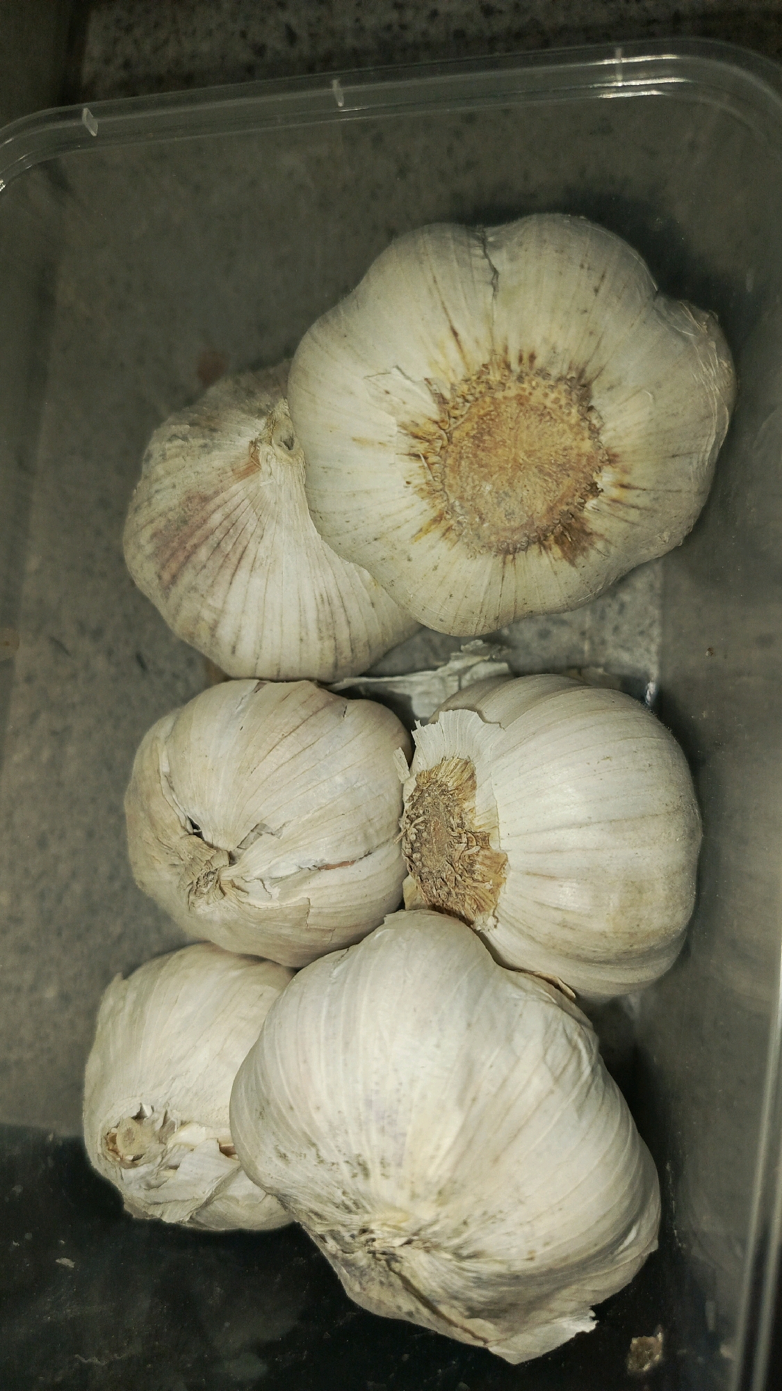 In Babadan, Indonesia, a clear plastic container holds a bunch of garlic bulbs. The garlic, mostly white with some purplish streaks, is arranged in a layered fashion within the container. The bulbs are mostly intact, with a few showing signs of drying or slight damage to the papery outer skin. The background is a dark, textured surface, possibly a countertop or table. The lighting is overhead and casts subtle shadows.