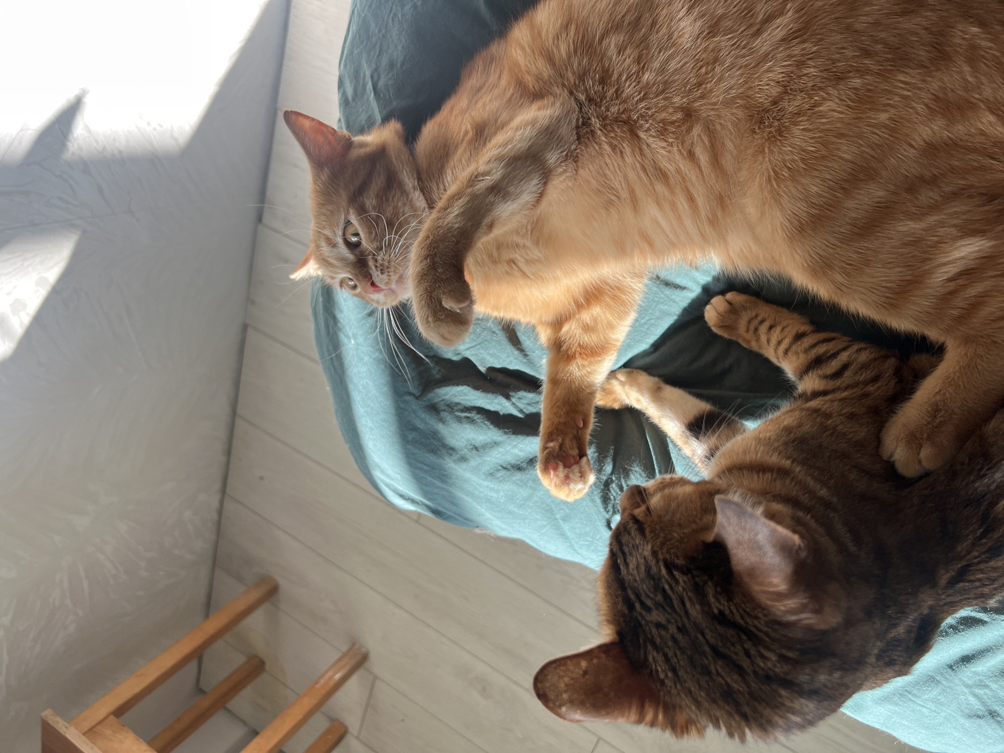 The image depicts an indoor scene featuring two domestic cats. A ginger cat lies on its back on a teal-green fabric, possibly a blanket or clothing, with its left front paw raised and its head turned to the left, looking upward with an alert expression. Its fur is uniformly orange. Adjacent to it, a brown tabby or spotted cat is positioned with its back mostly to the viewer, its head partially visible and facing towards the ginger cat or slightly beyond it. Both cats are situated on the green fabric, which shows shadows and folds.
The background consists of light-colored plank flooring to the left and a plain, light-colored wall with faint texture marks. A portion of a light-colored wooden stool with two legs is visible in the upper left corner. Strong sunlight enters from an unseen source, illuminating the scene and casting distinct shadows, particularly on the wall above the ginger cat. The environment offers no identifiable features to determine its location within Moscow, Russia.