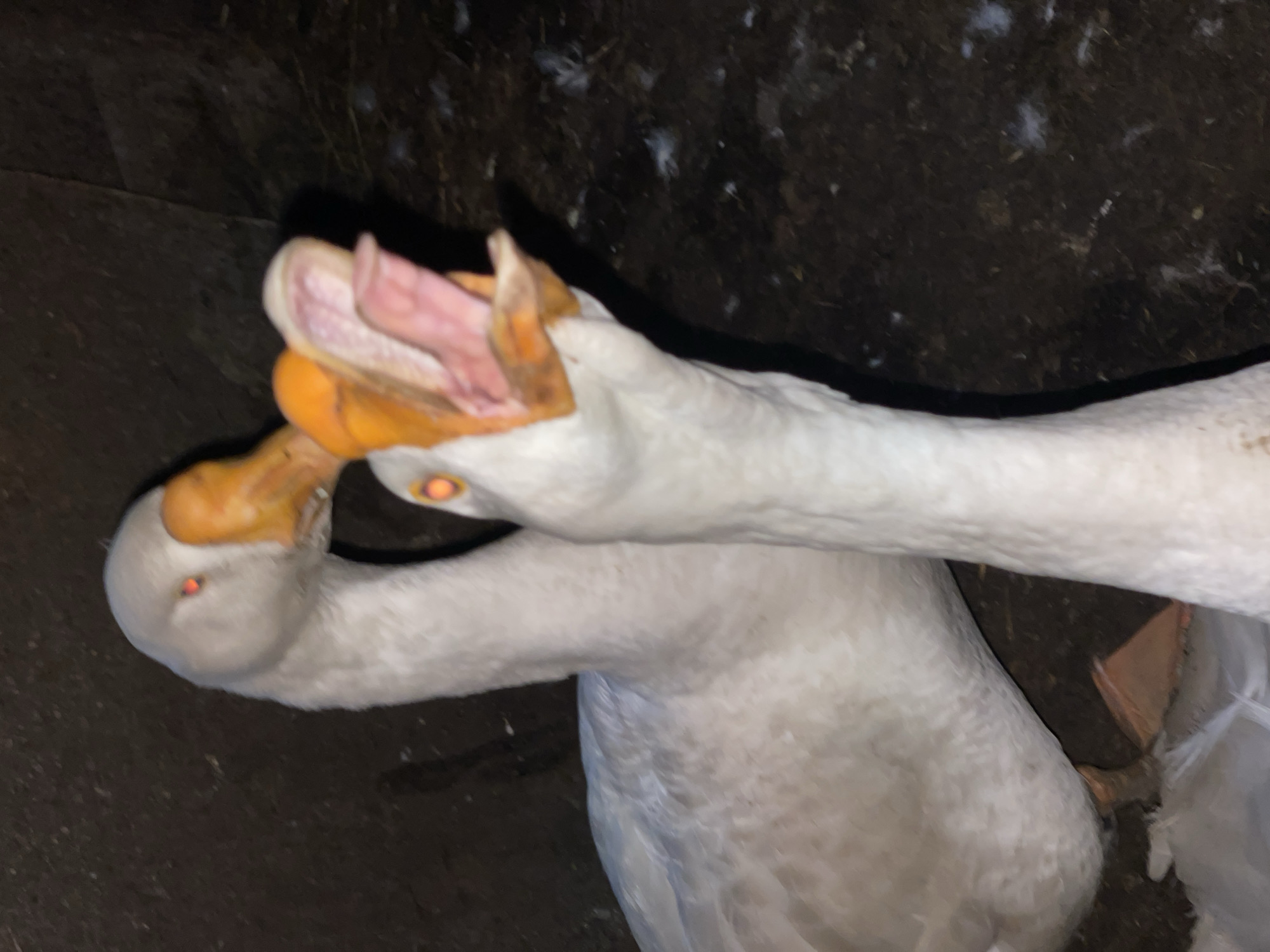 The image shows two white geese. One goose's beak is open, revealing its pink tongue and mouth. The other goose is visible behind the first, with its head turned towards the open beak. Both geese have orange beaks and reddish-orange eyes. The geese are in a dimly lit environment, possibly a pen or enclosure, with dark, earthy ground and scattered white feathers. The overall impression is a close-up view of the two birds interacting. No text is visible in the image. The location context provided is Zarechny, Russia.