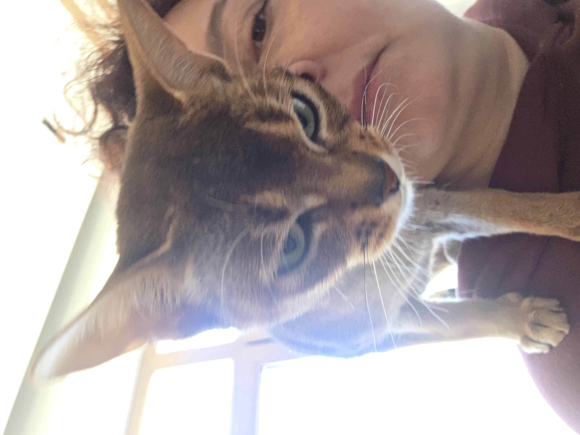 A woman is holding a ruddy Abyssinian cat close to her face. The cat's green eyes are visible. The scene is brightly lit, possibly indoors near a window. The location is not discernible from the image, and the claim about Saint Petersburg, Russia, is not supported by the visual information.