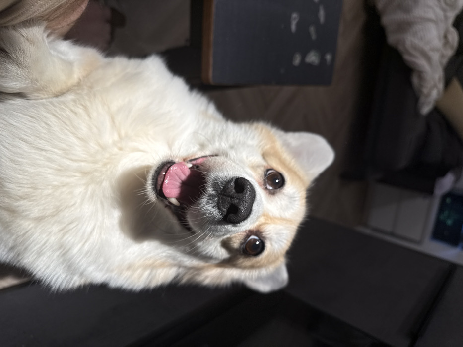 A fluffy corgi lies on its back, looking up at the camera with a joyful expression. Its mouth is open, revealing a pink tongue, and its brown eyes are wide. The corgi's white and tan fur is highlighted by sunlight, contrasting with the darker surfaces surrounding it. A couch and a black table are partially visible in the background.