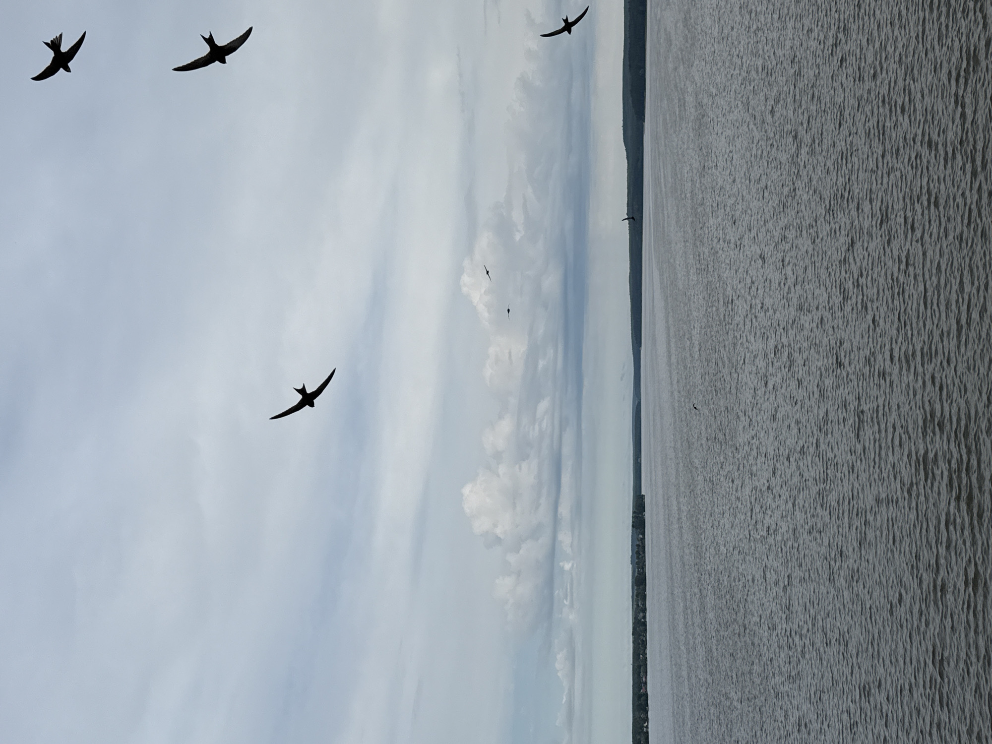 The image depicts a serene natural landscape, likely showcasing the Votkinsk Reservoir in Russia. The scene is broadly divided into a vast expanse of water in the lower half and a cloudy sky in the upper half, separated by a distant, low-lying landmass.
The water, which dominates the foreground and midground, is a uniform grey color with a subtly textured surface, indicating small ripples or gentle waves across its wide expanse. On the horizon, a dark, indistinct landmass or shoreline stretches across the frame, appearing as a thin, shadowed strip between the water and the sky, possibly covered in distant trees or vegetation.
Above the horizon, the sky is filled with soft, light grey and white clouds, suggesting an overcast or partly cloudy day. Several distinct white cumulus cloud formations are visible. Silhouetted against this bright sky are multiple birds in various stages of flight. Three prominent birds with characteristic pointed wings, resembling swifts or swallows, are visible in the upper left portion of the frame, with another similar bird positioned in the upper right. A few smaller, more distant birds can be observed closer to the horizon line above the water.
The activity taking place is simply the birds flying over the body of water. The overall impression is one of natural tranquility and vastness. The time of day appears to be daytime, though the overcast conditions make it difficult to specify further. There is no visible text in the image.