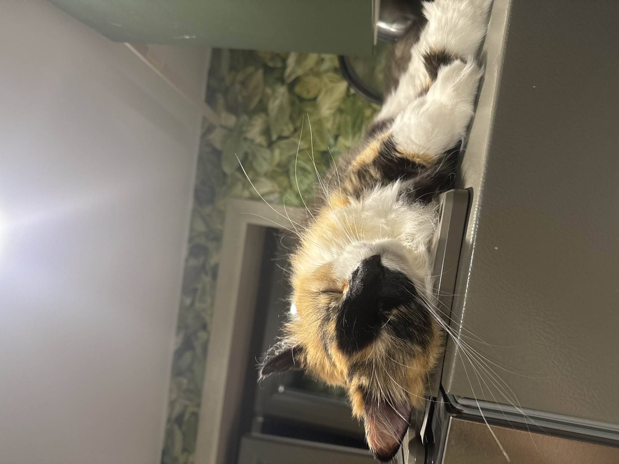 A calico cat is sleeping on top of a refrigerator. The cat is lying on its side with its eyes closed and its paws tucked underneath it. Its fur is a mix of white, orange, and black. The refrigerator is a dark gray color and appears to be in a kitchen. In the background, there is a wall with a leaf-patterned wallpaper and a green cylindrical object. The lighting in the image is dim, suggesting it was taken indoors at night or in a low-light environment. There is no information in the image to suggest a location in the city of Konakovo, Russia.