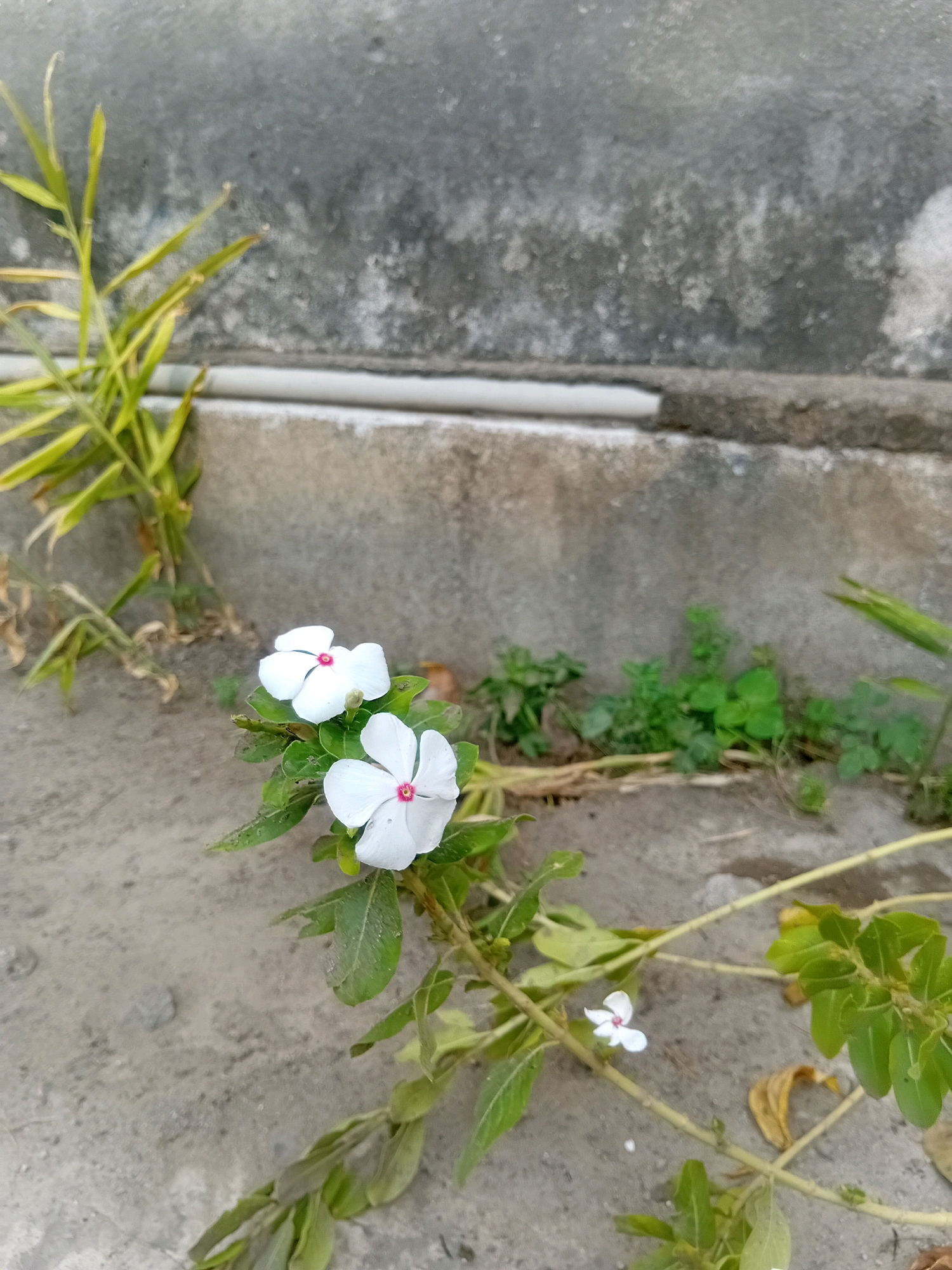 The image shows two white flowers with pink centers in the foreground, growing from a plant with green leaves. The flowers are on a thin stem that extends across the frame. Behind the flowers, there is a concrete wall with some weathering and discoloration. To the left of the flowers, a plant with thin, yellow-green leaves grows upwards. The ground is a light gray, sandy surface, possibly concrete or packed dirt, with a few fallen leaves. The scene appears to be outdoors, in a somewhat unkempt area. The location is identified as Banjarwungu, Indonesia. There are no people or animals visible in the image.