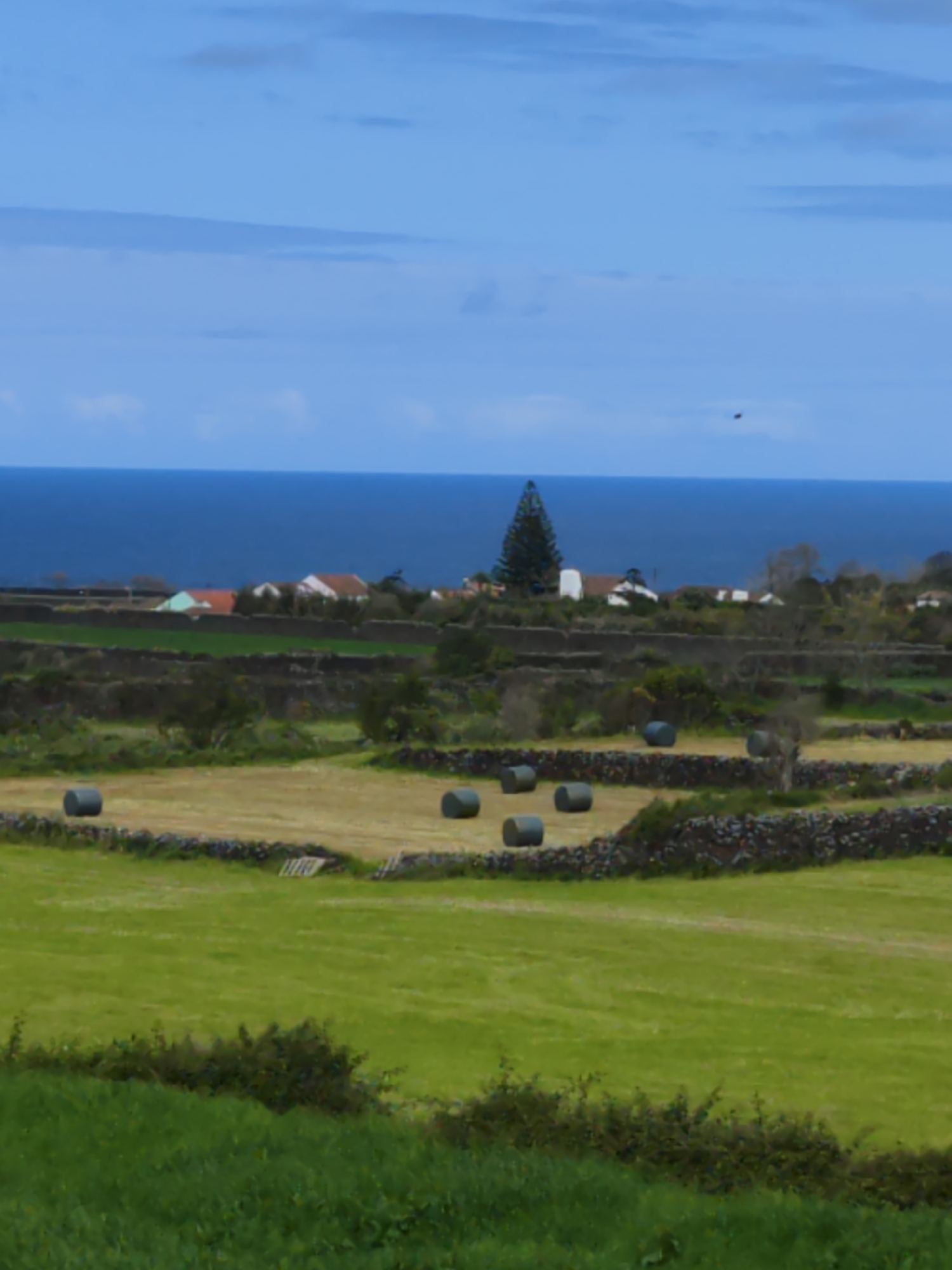 The image depicts a rural landscape in Ribeira Grande, Portugal, characterized by tiered agricultural fields separated by dark stone walls. In the midground, several round hay bales are scattered across a partially harvested field. The background features a coastline with the Atlantic Ocean meeting the horizon under a cloudy blue sky. Structures of a small village are visible, including a prominent evergreen tree and several houses with red tile roofs. The foreground is dominated by lush green vegetation.