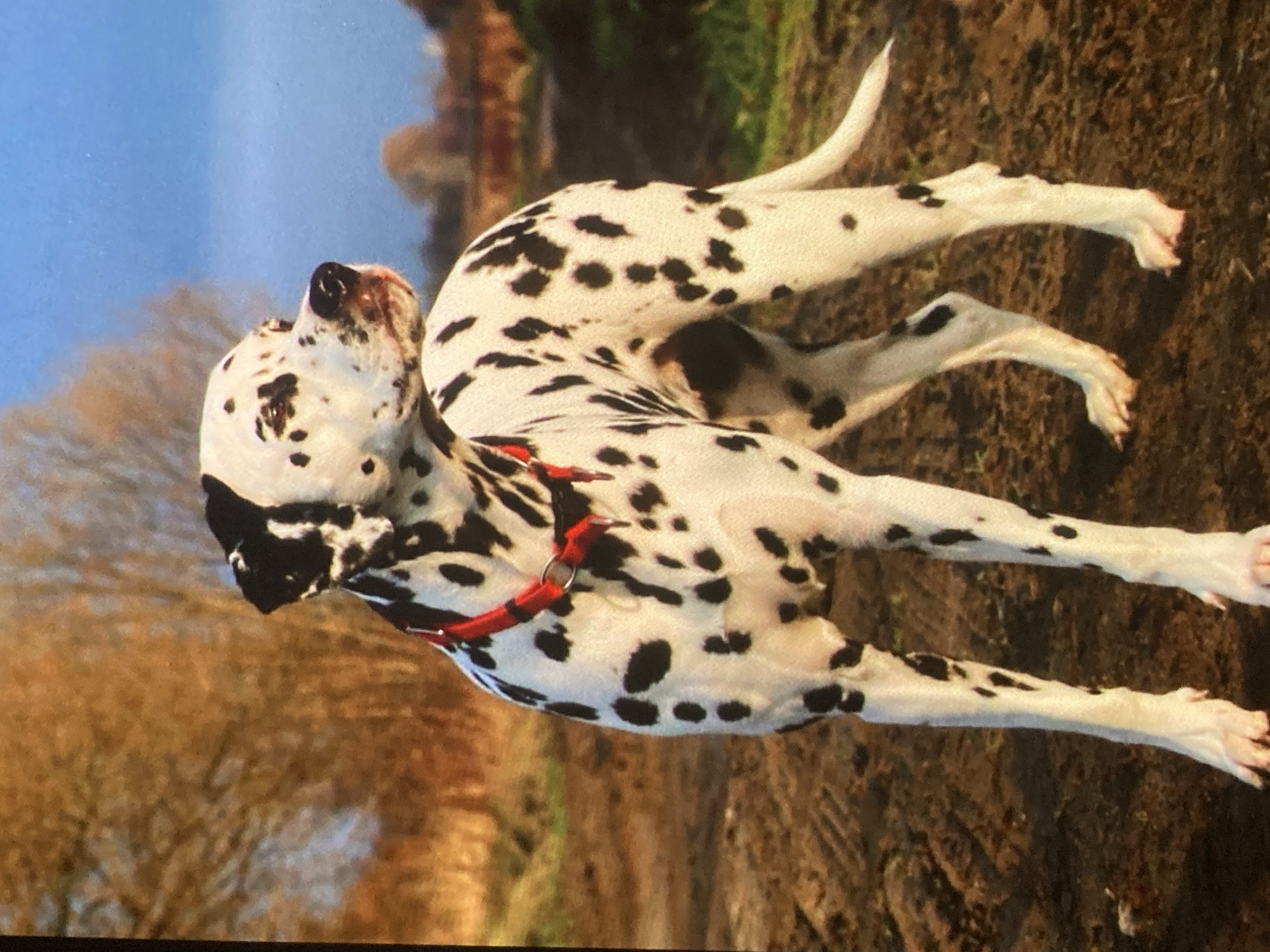 A Dalmatian dog stands in a field with its body angled to the right, facing away from the viewer. The dog has black spots on its white coat and is wearing a red collar. The ground is dirt and appears to be a path or field. In the background, there are trees with bare branches, likely indicating autumn or winter. The sky is a clear blue. The scene is outdoors, with natural lighting. There are no people or specific landmarks visible to indicate a location within the city of Ustyvytsia, Ukraine.