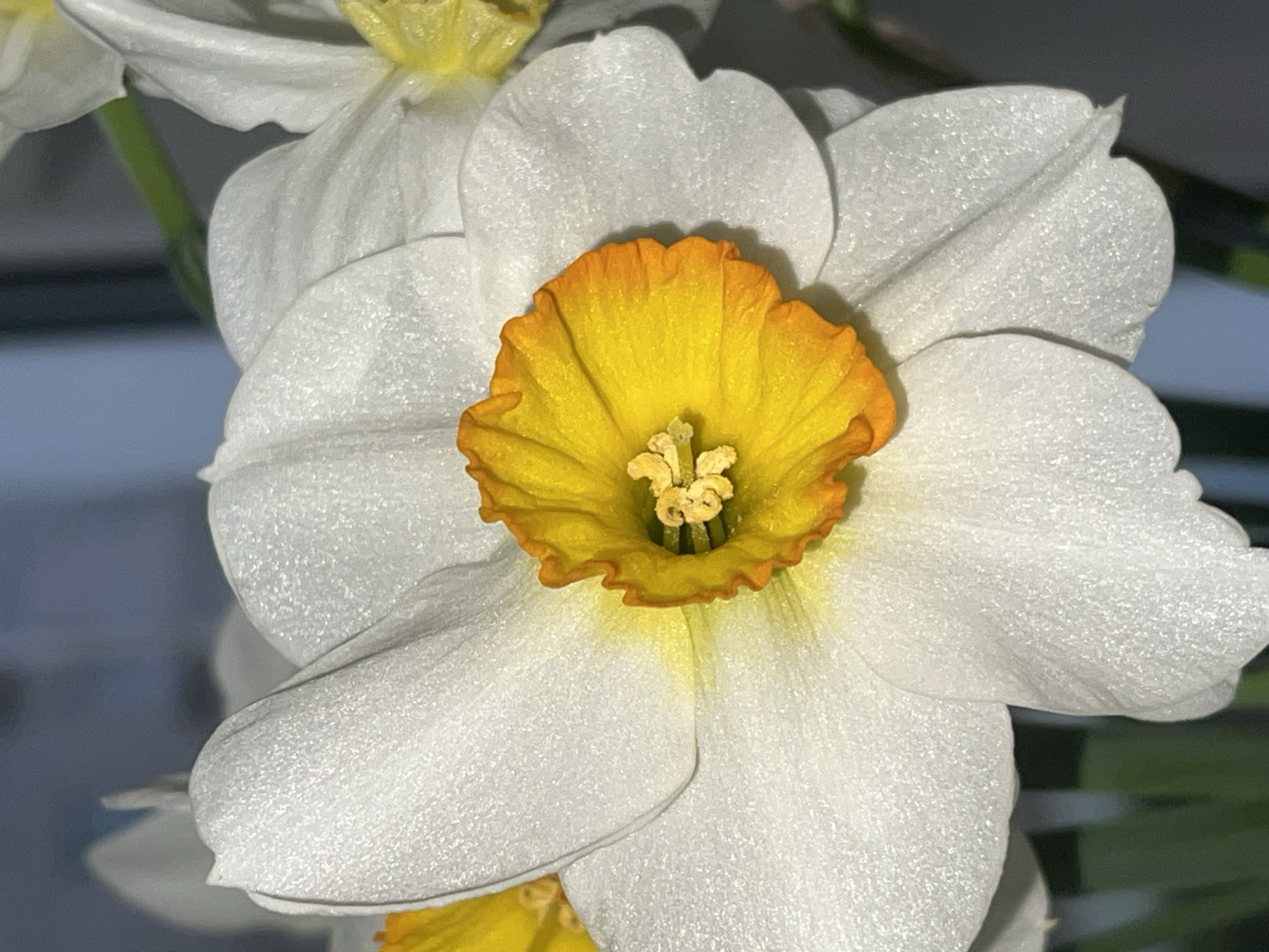 A close-up photograph captures a paperwhite narcissus flower in full bloom. The flower has bright white petals surrounding a yellow and orange corona. The stamen and pistil are visible within the corona. Other paperwhite narcissus flowers are in the background. The photograph was likely taken indoors, as the lighting is soft and even. There is no indication of the flower's location in the city of Chaikovsky, Russia, nor is there indication of the presence of people or their actions.