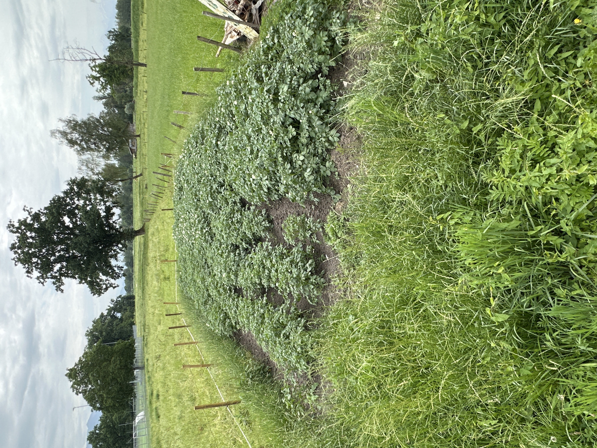 A rectangular garden bed containing a dense field of potato plants is situated in the foreground of a wider rural landscape under a cloudy sky. The potato plants are lush and green, with some small white flowers visible. The garden bed is bordered by a low, rustic fence made of wooden posts and wire. Surrounding the garden bed is a grassy field, which appears to be agricultural land. In the background, several trees are scattered across the landscape, with a large, mature oak tree prominently featured on the left. Beyond the field, a treeline marks the horizon, and distant mountains are faintly visible. The overall scene suggests a rural setting, possibly a farm or a large garden in the municipality of Lauterach, Austria. There are no people visible in the image.