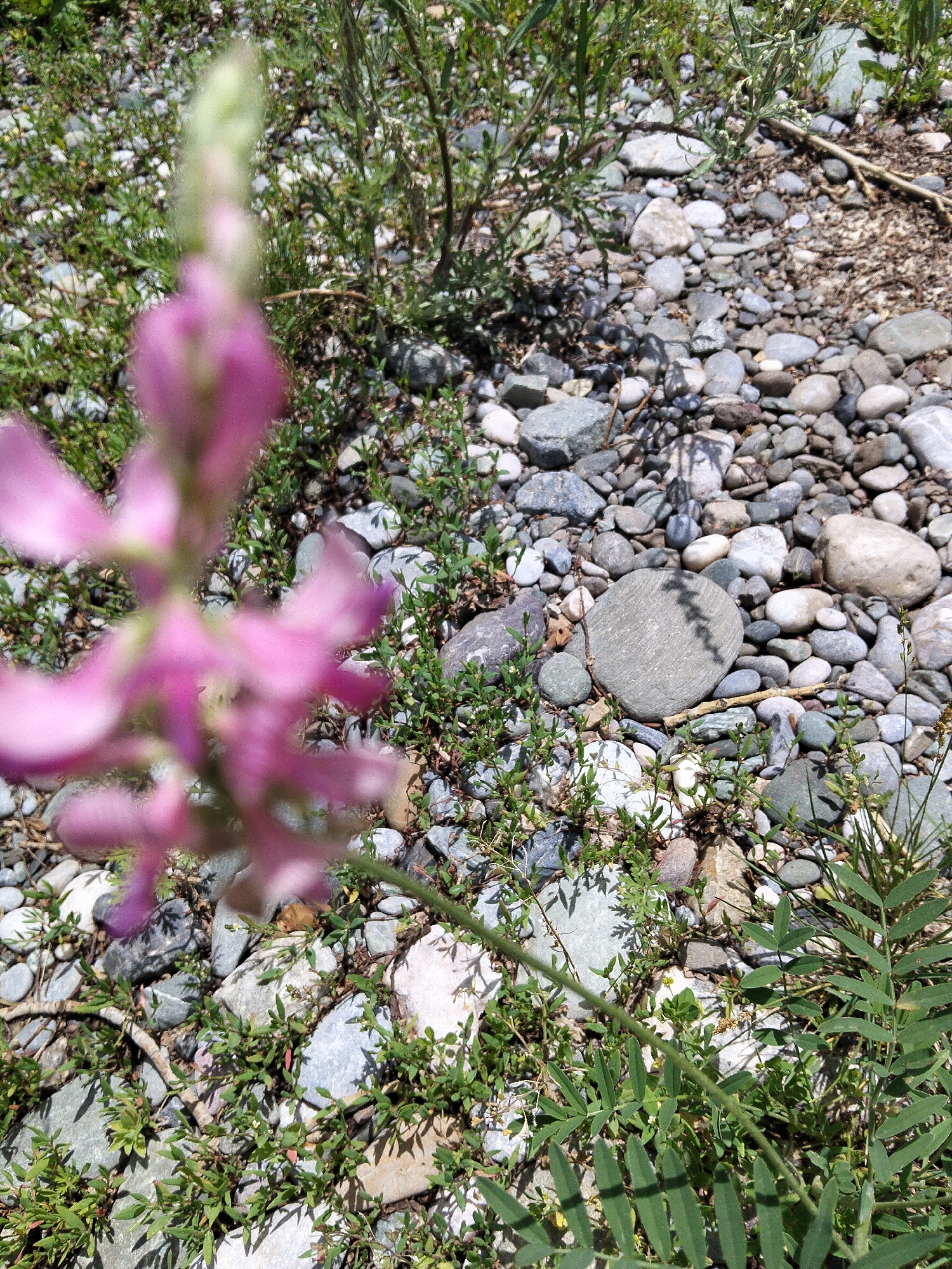 This is a close-up, eye-level, outdoor shot of a rocky, natural environment in At-Bashy, Kyrgyzstan. The scene is dominated by small, smooth, gray and white pebbles that cover the ground. Green, low-lying vegetation with small leaves grows in patches among the stones. A blurred, light purple flower with a tall, fuzzy, green stem is prominently featured in the upper left quadrant of the image. A thin, dry twig lies horizontally across some of the pebbles in the mid-right portion of the frame. The sunlight casts distinct shadows from the vegetation and possibly from an unseen object onto the ground. The background is a soft blur of green foliage, indicating more plants and possibly a larger bush or tree. There are no people or animals visible in the image. The overall impression is one of a dry, arid, and sparsely vegetated natural landscape.